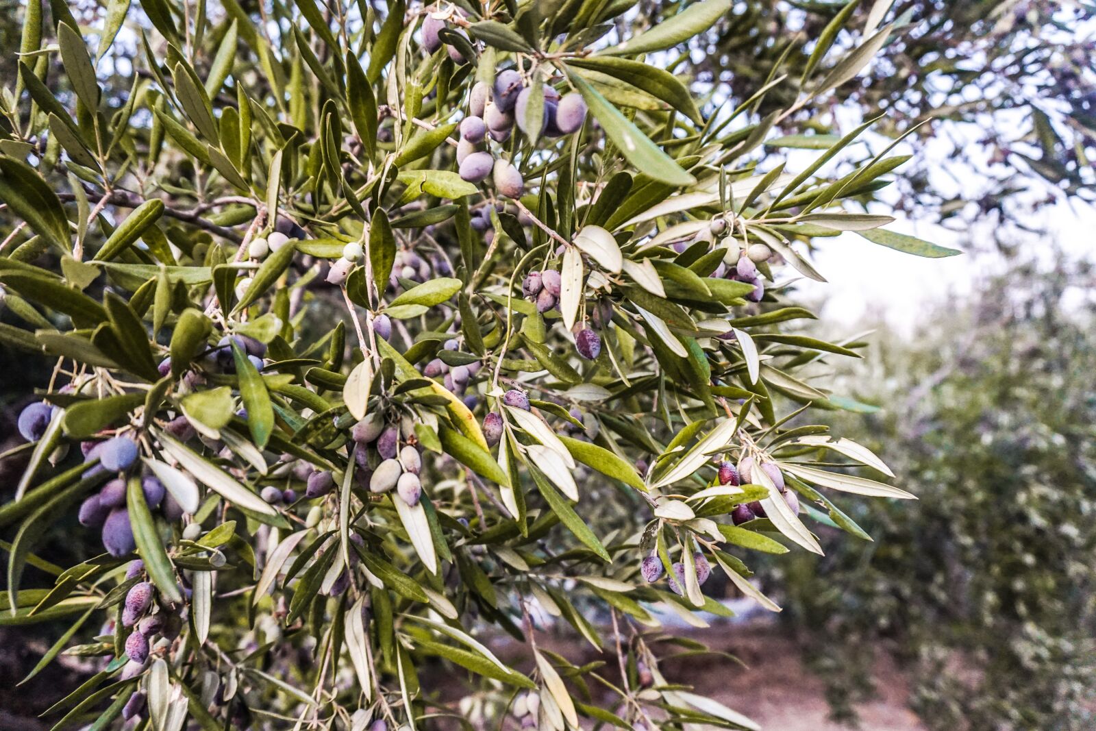 Sony a6000 sample photo. Olives, tree, branch photography