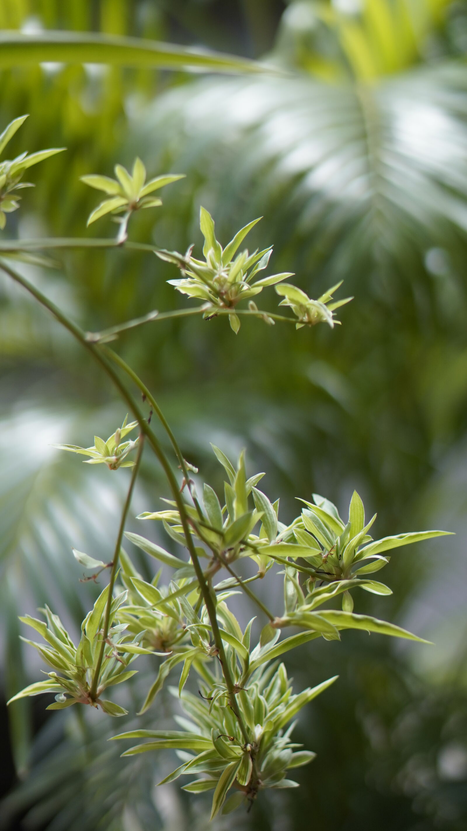 Sony ZV-E10 sample photo. Spider plants photography
