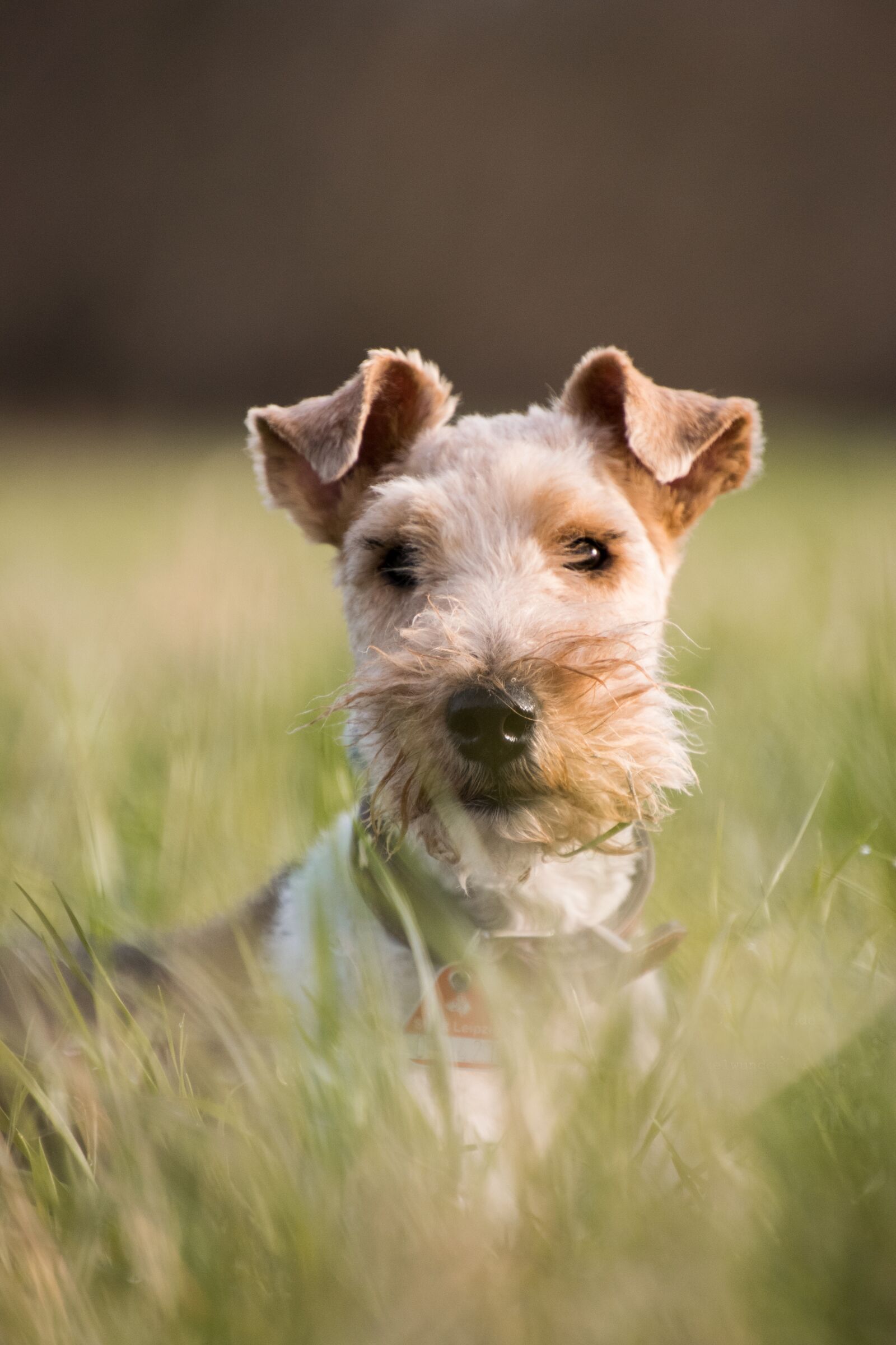Nikon D3300 sample photo. Dog, animal, cute photography