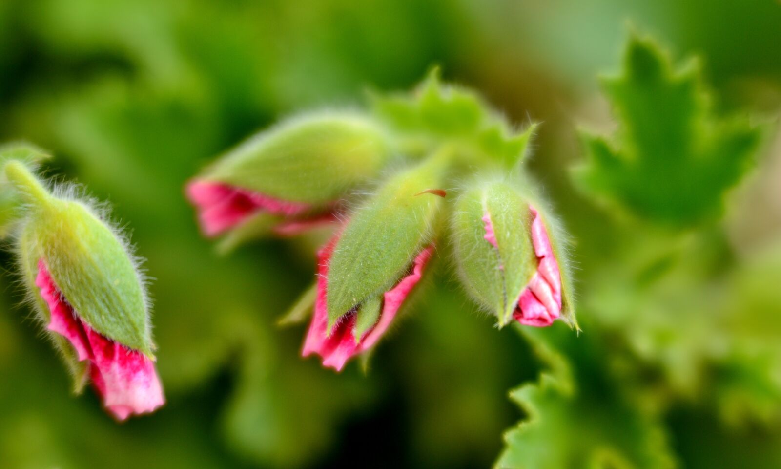 Nikon D600 sample photo. Geranium, flower bud, pink photography
