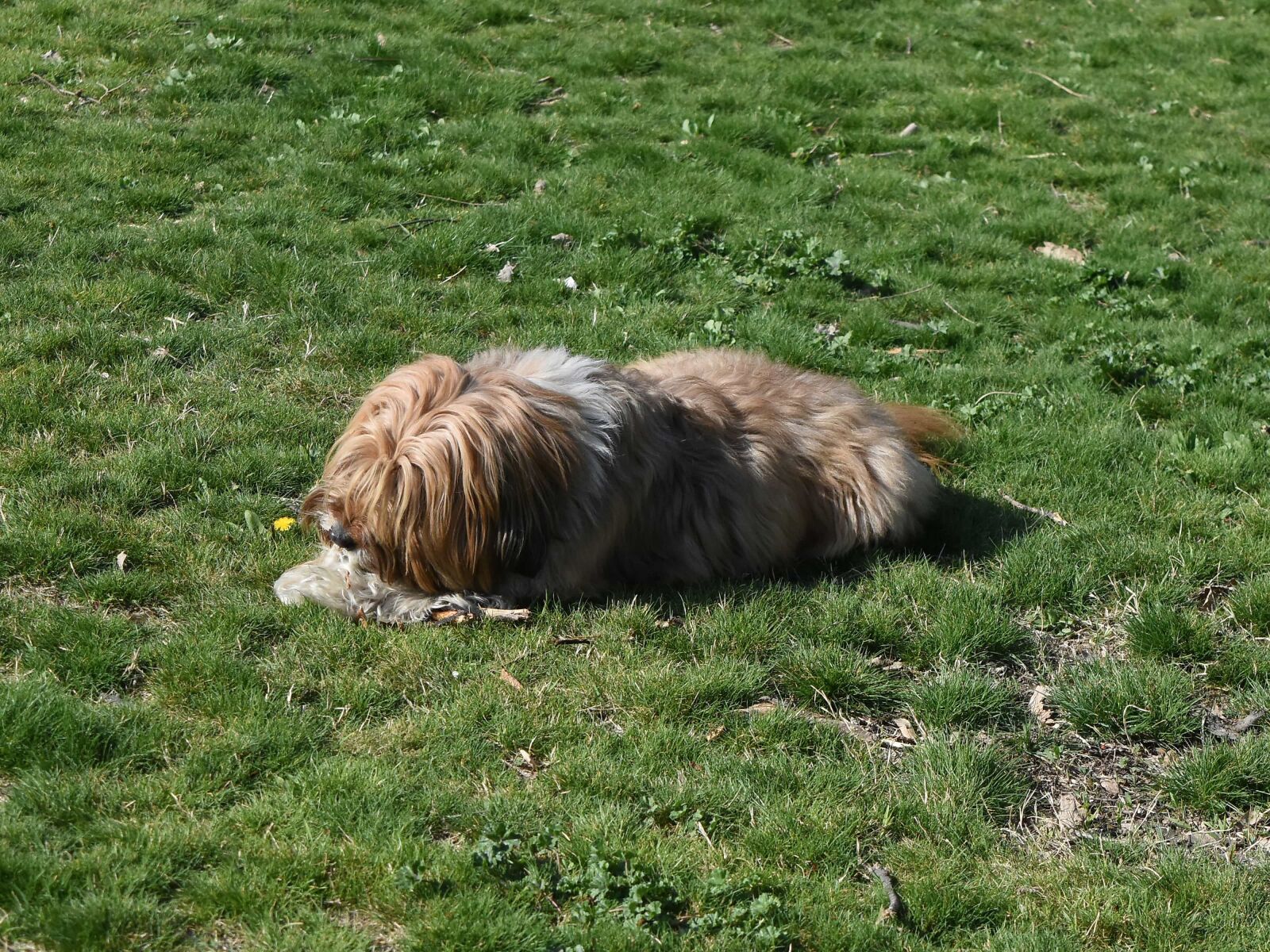 Nikon D5500 sample photo. Grass, hunting dog, canine photography