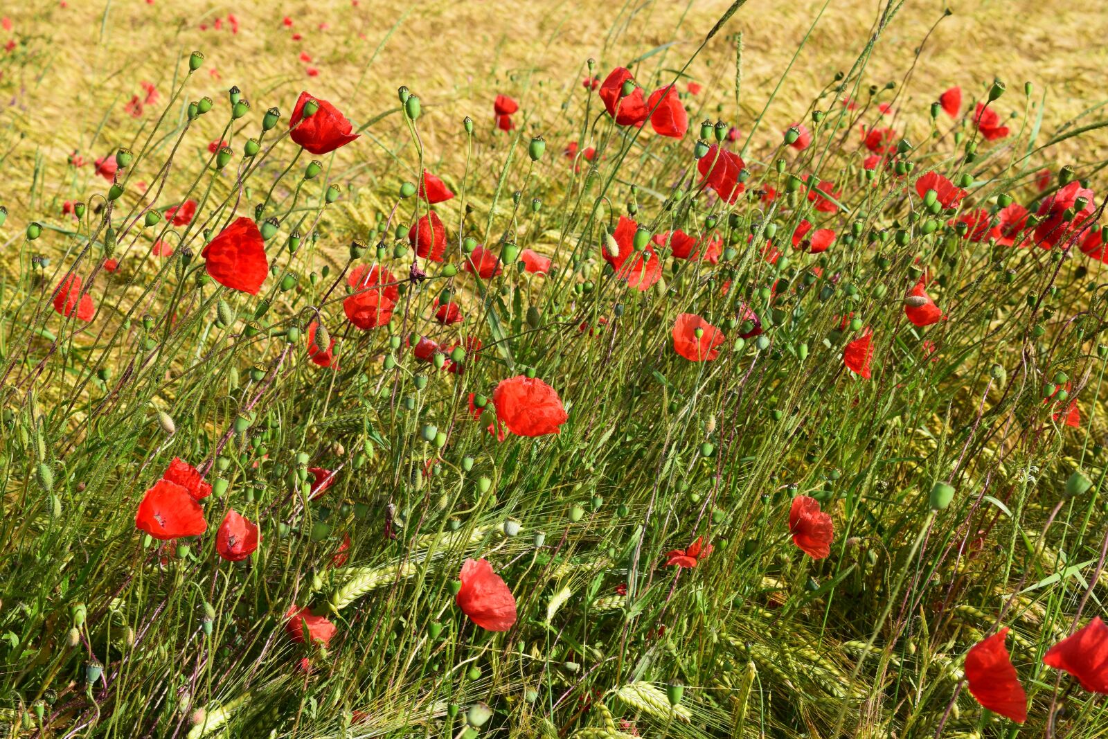 Nikon D3300 sample photo. Poppy, meadow, red poppy photography