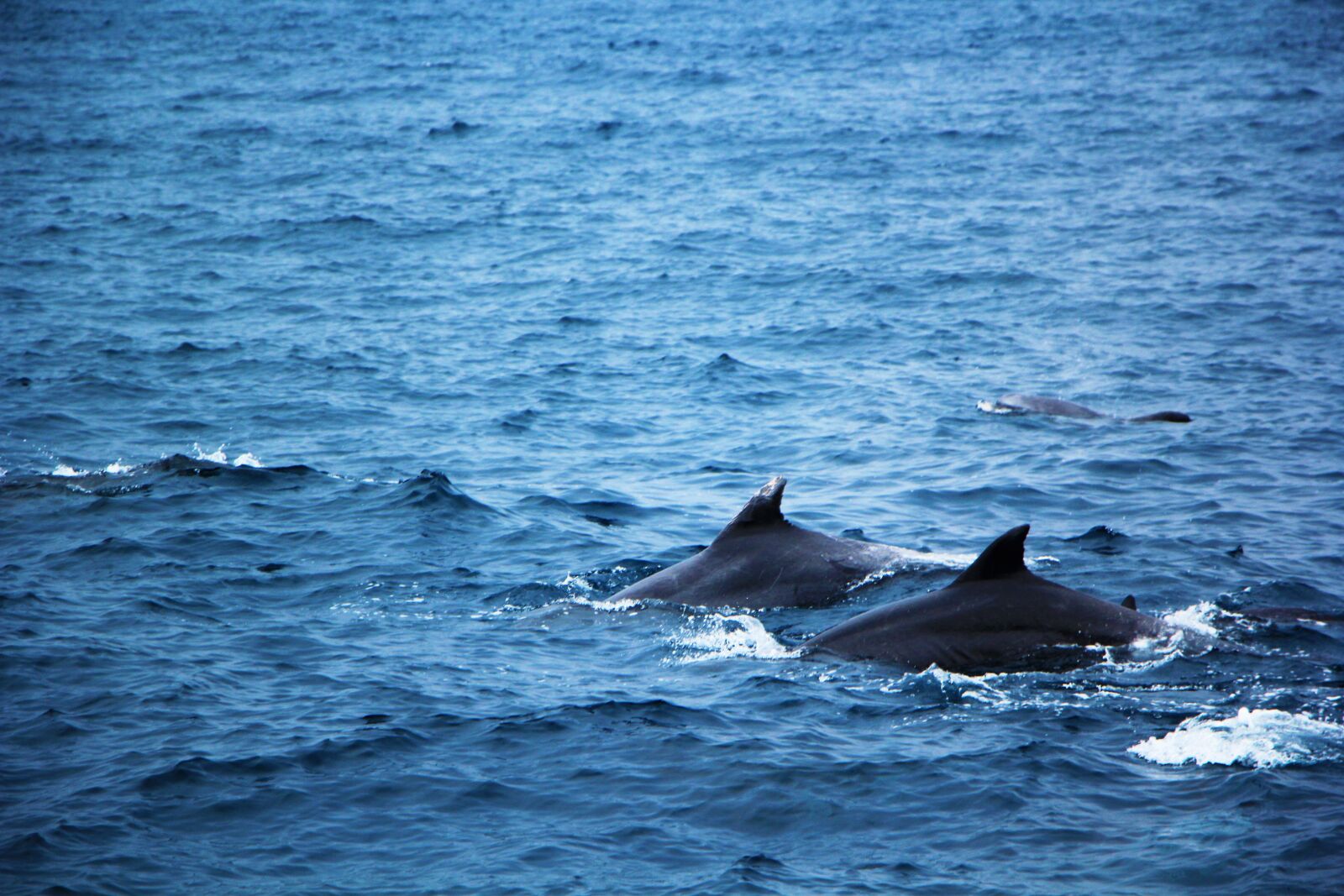 Canon EOS 60D + Canon EF-S 18-135mm F3.5-5.6 IS STM sample photo. Sea, blue, dolphins photography