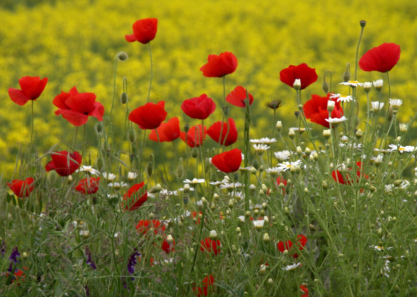 Canon EOS 700D (EOS Rebel T5i / EOS Kiss X7i) sample photo. Poppies, camp, red photography