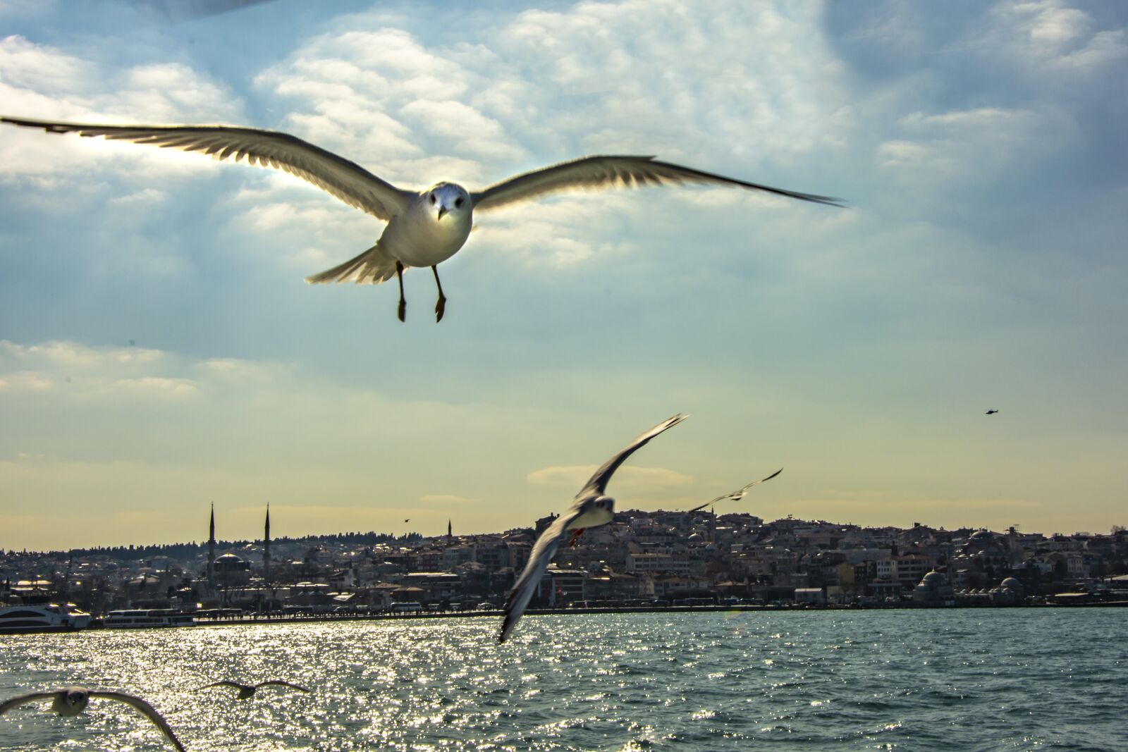 Nikon D5200 sample photo. Istanbul, seagull, turkey photography