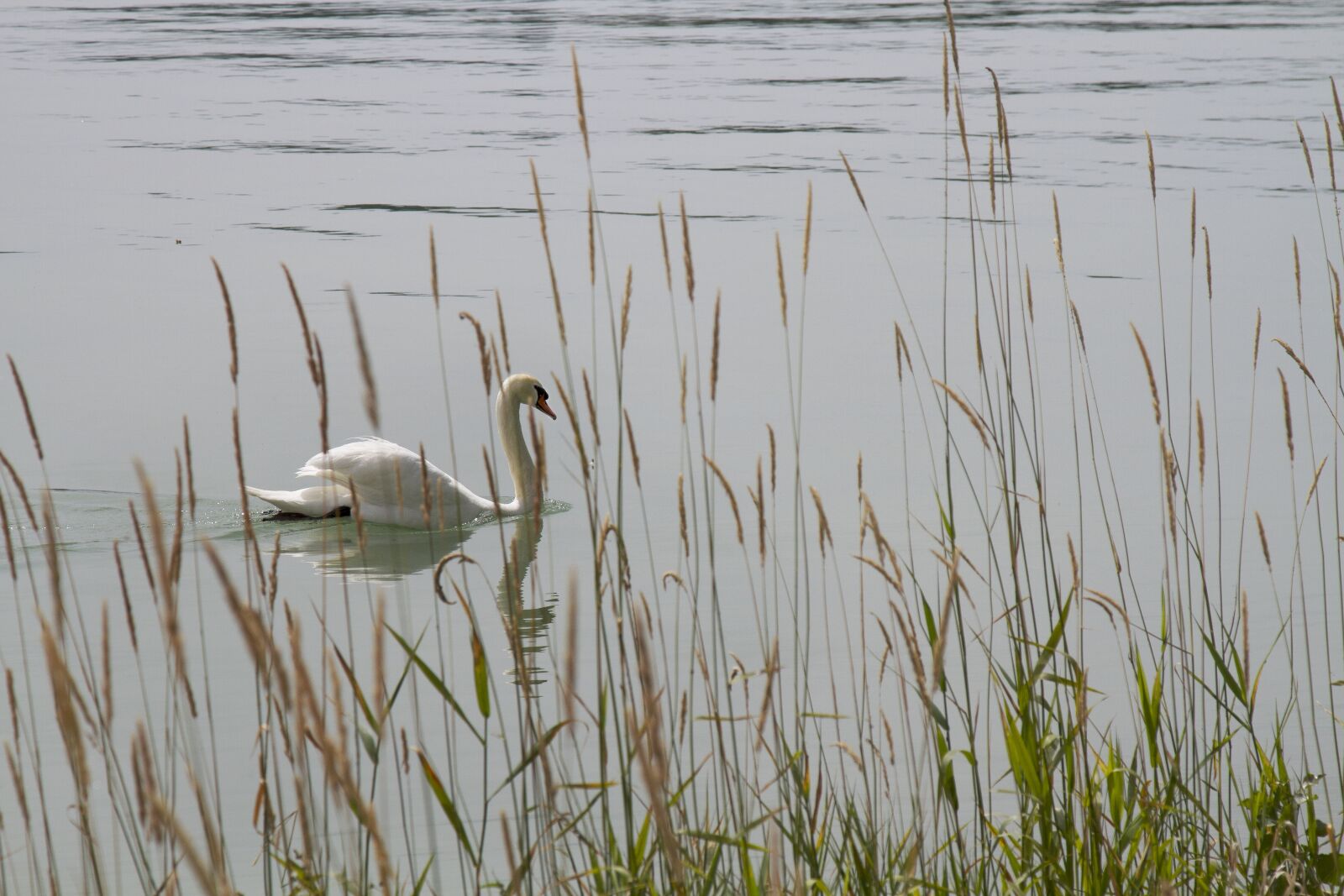 Canon EOS 7D + Canon EF 24-105mm F4L IS USM sample photo. Swan, nature, lake photography