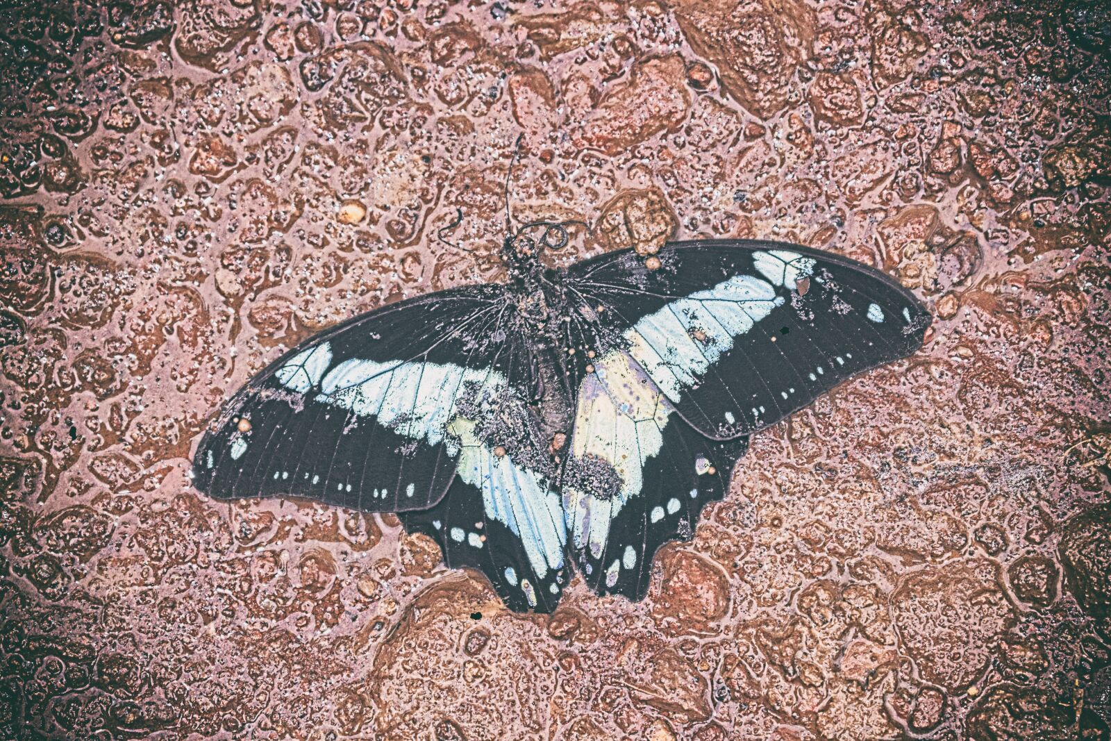 Nikon D3300 sample photo. Butterfly, nature, vacancy photography