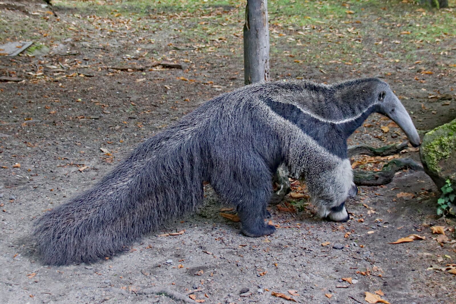Canon EOS 77D (EOS 9000D / EOS 770D) sample photo. Anteater, large, kittiwake photography