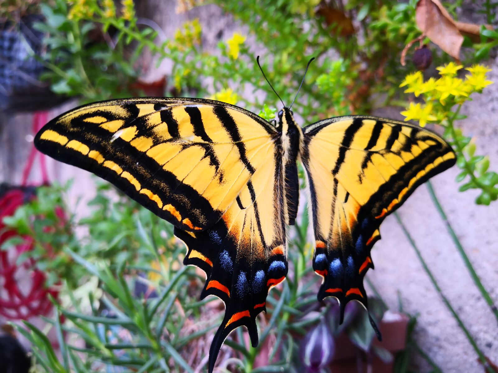 HUAWEI Mate 10 Pro sample photo. Butterfly, monarch, insect photography