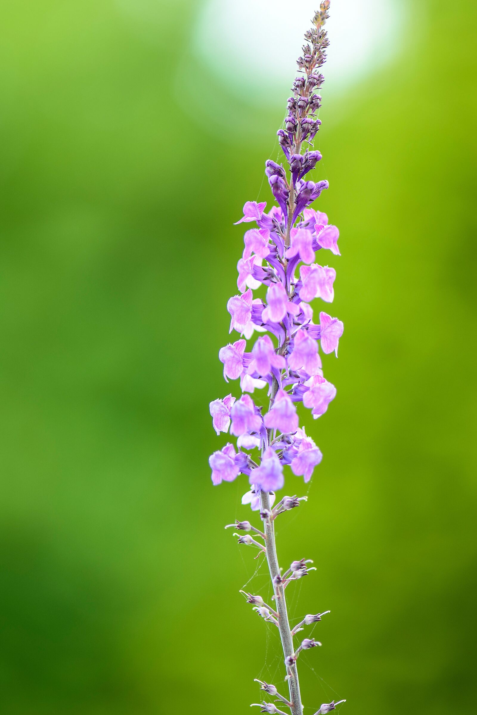 Nikon D5300 sample photo. Flowers, purple, green photography