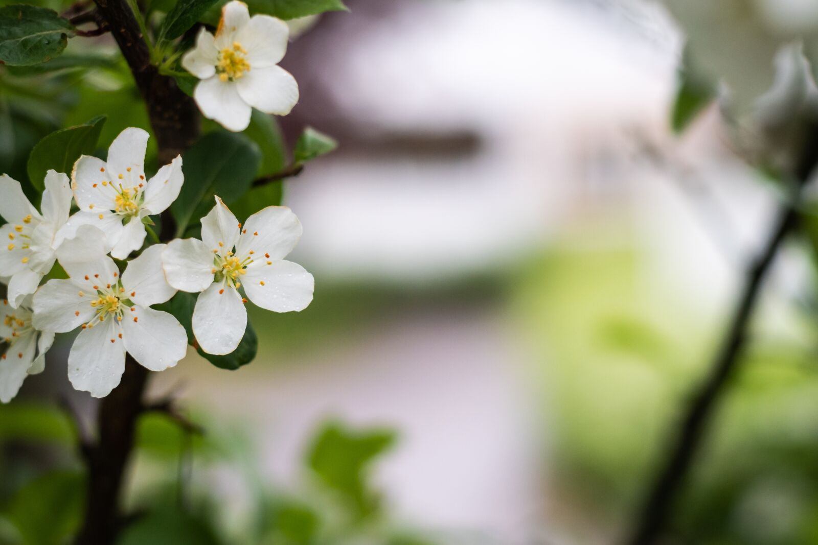 Nikon D7500 sample photo. Flowers, tree, blossom photography