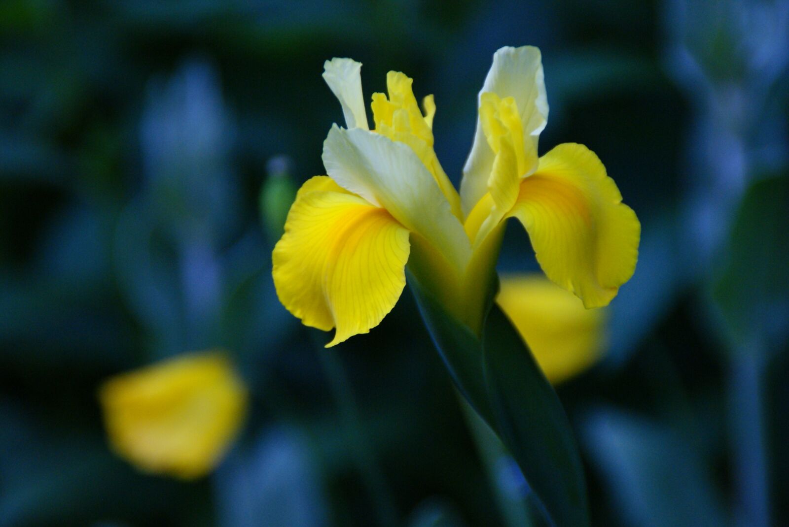 Sony Alpha DSLR-A300 sample photo. Iris, flower, yellow photography