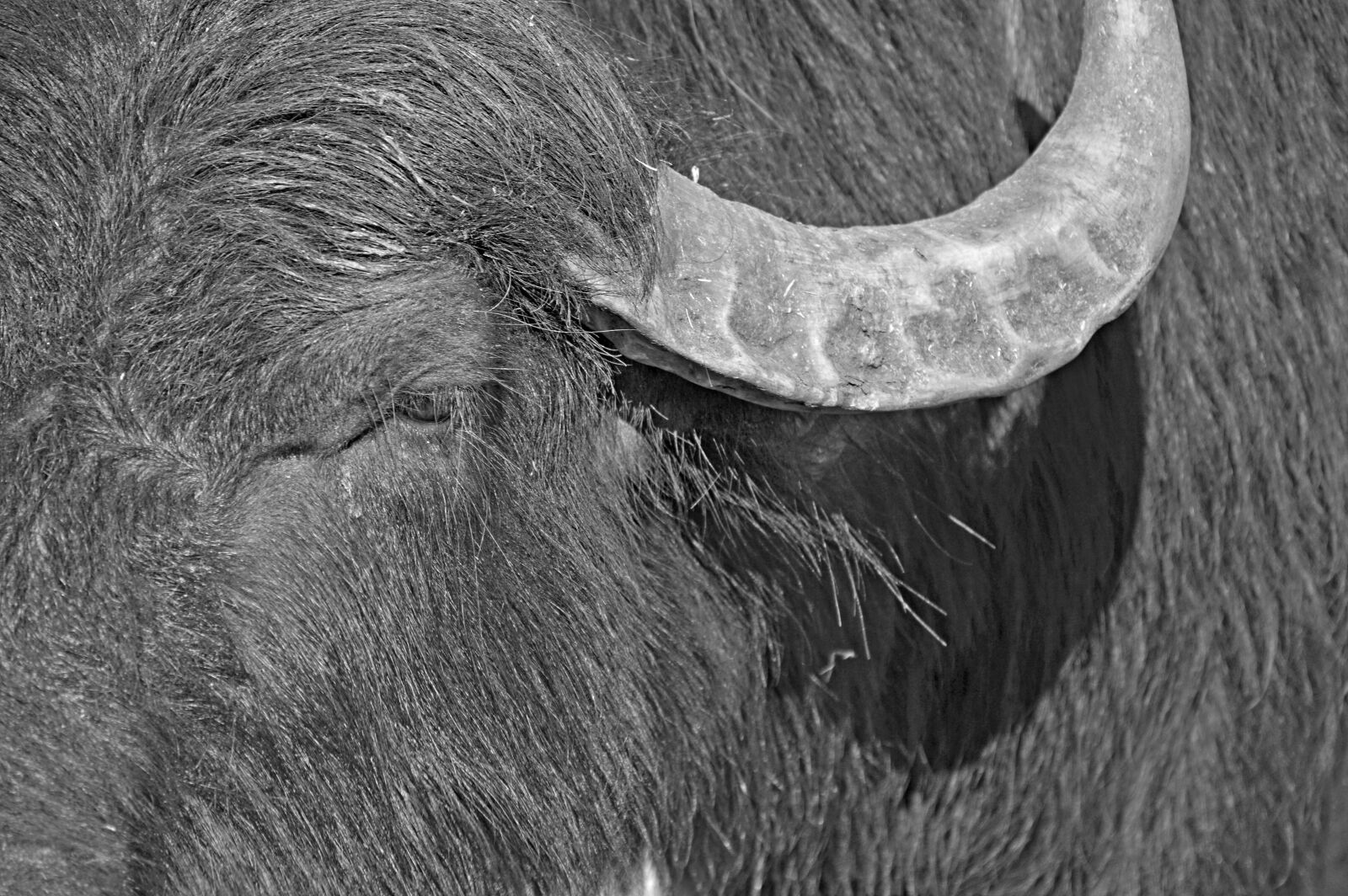 Nikon D3200 sample photo. Buffalo, wilderness, africa photography