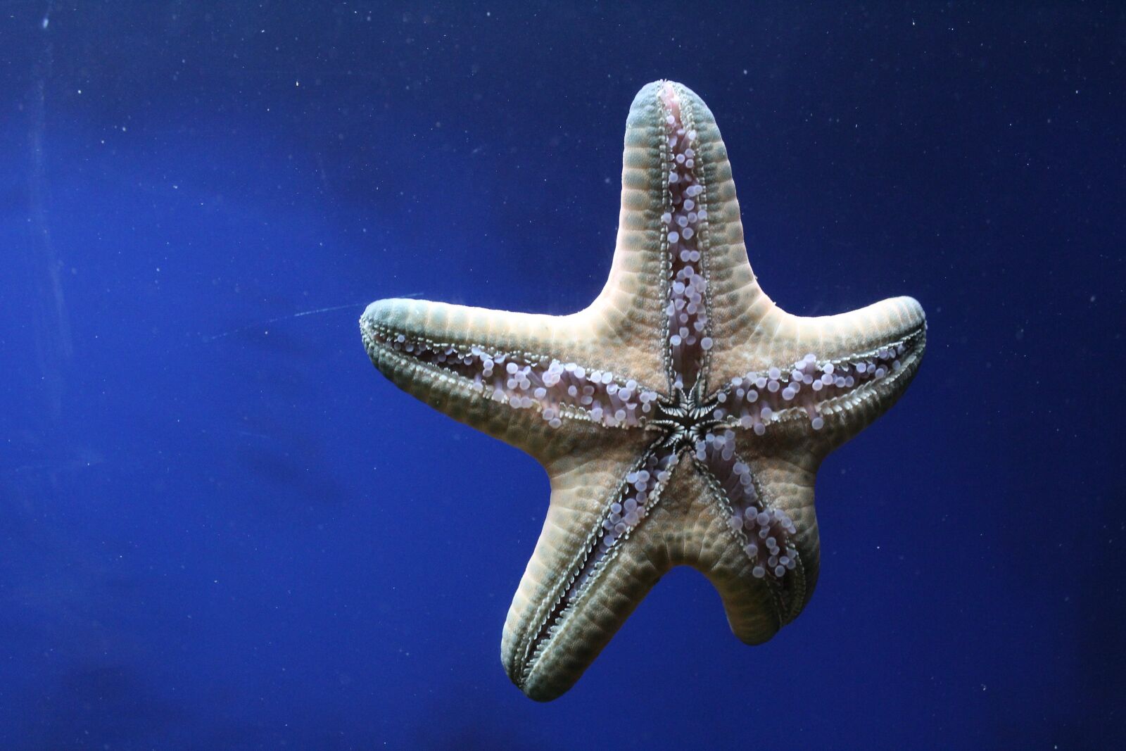 Canon EOS 1200D (EOS Rebel T5 / EOS Kiss X70 / EOS Hi) sample photo. Sea star, spiny skin photography