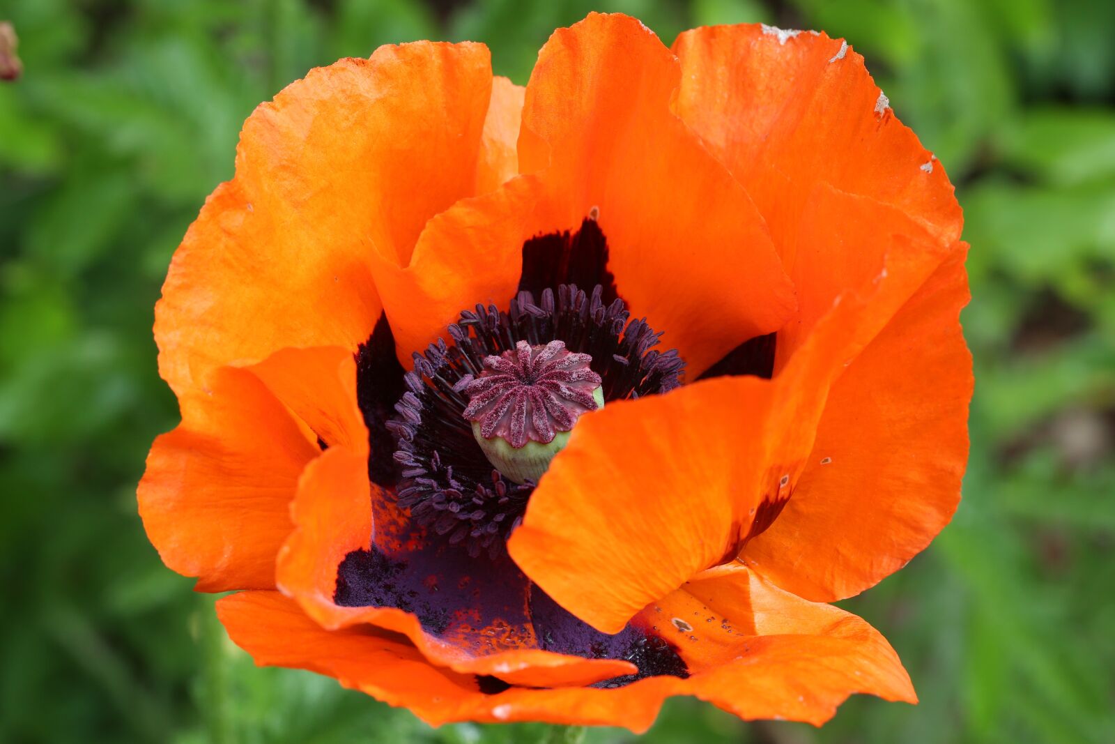 Canon EF 100mm F2.8L Macro IS USM sample photo. Klatschmohn, poppy, poppy flower photography