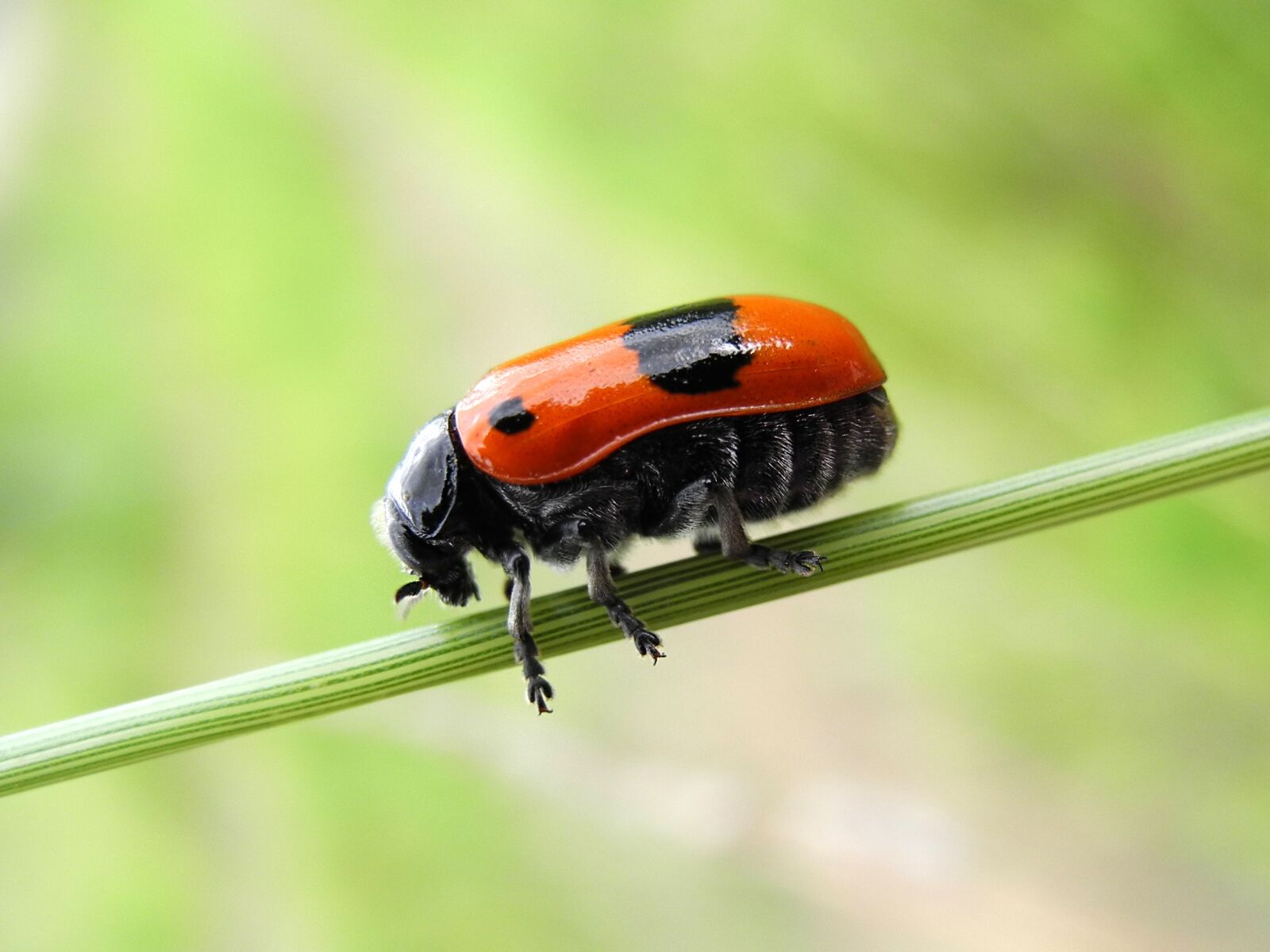 Nikon Coolpix P7000 sample photo. Beetle, grass, nature photography