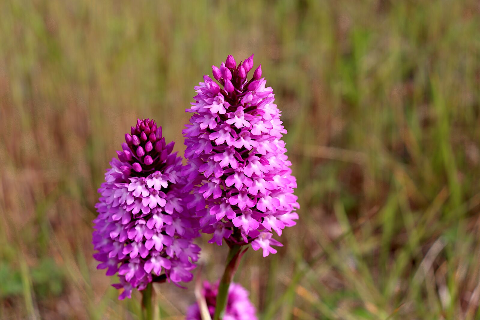 Canon EOS 800D (EOS Rebel T7i / EOS Kiss X9i) sample photo. Wild orchid, plants, flowers photography