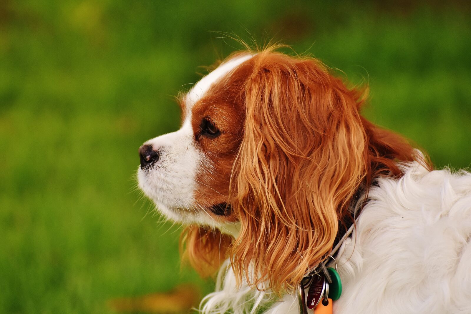 Nikon D7200 sample photo. Dog, hybrid, funny photography