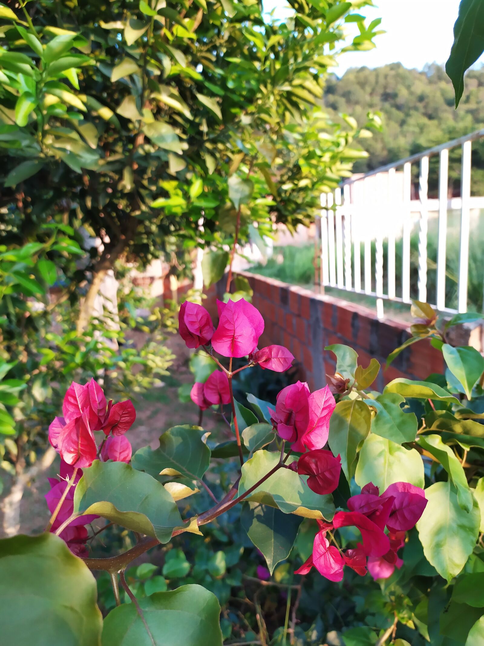 Xiaomi Redmi Note 7 sample photo. Flowers, nature, spring photography