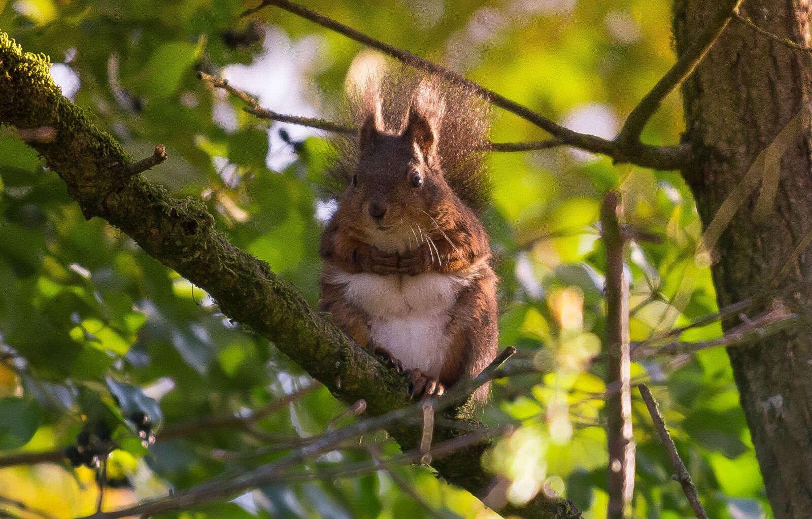 Canon EF 70-300 F4-5.6 IS II USM sample photo. Nature, tree, wood photography
