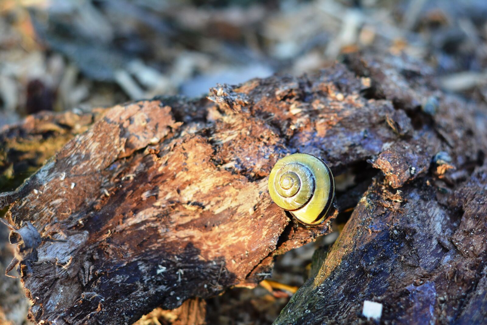 Nikon D5200 sample photo. Snail, seashell, the bark photography