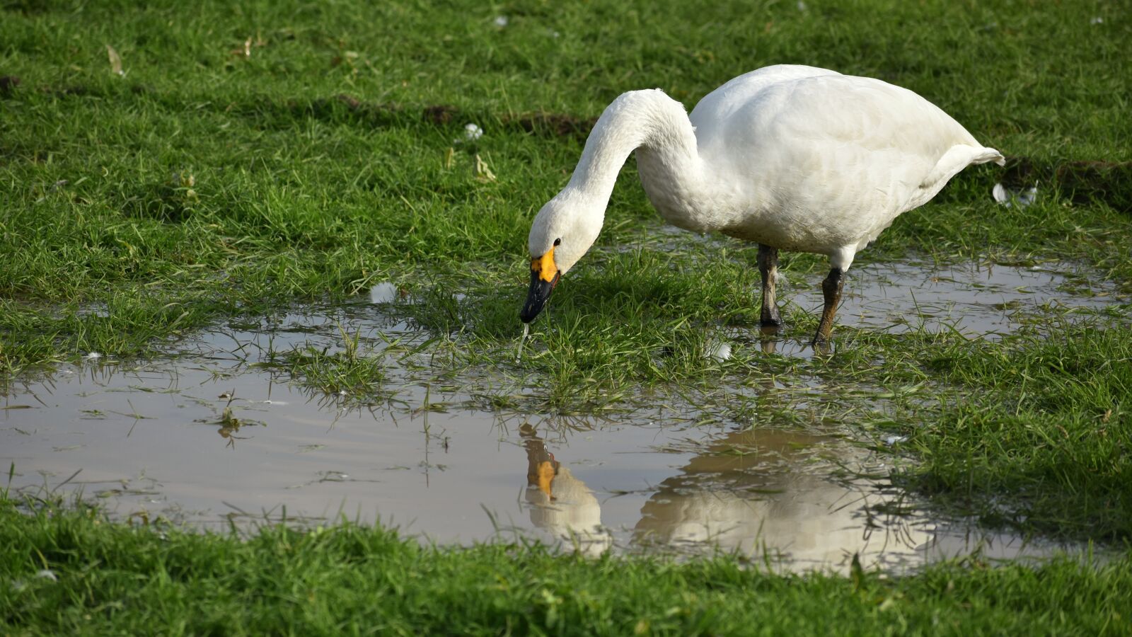 Nikon D7200 sample photo. Animal, paddy field, puddle photography