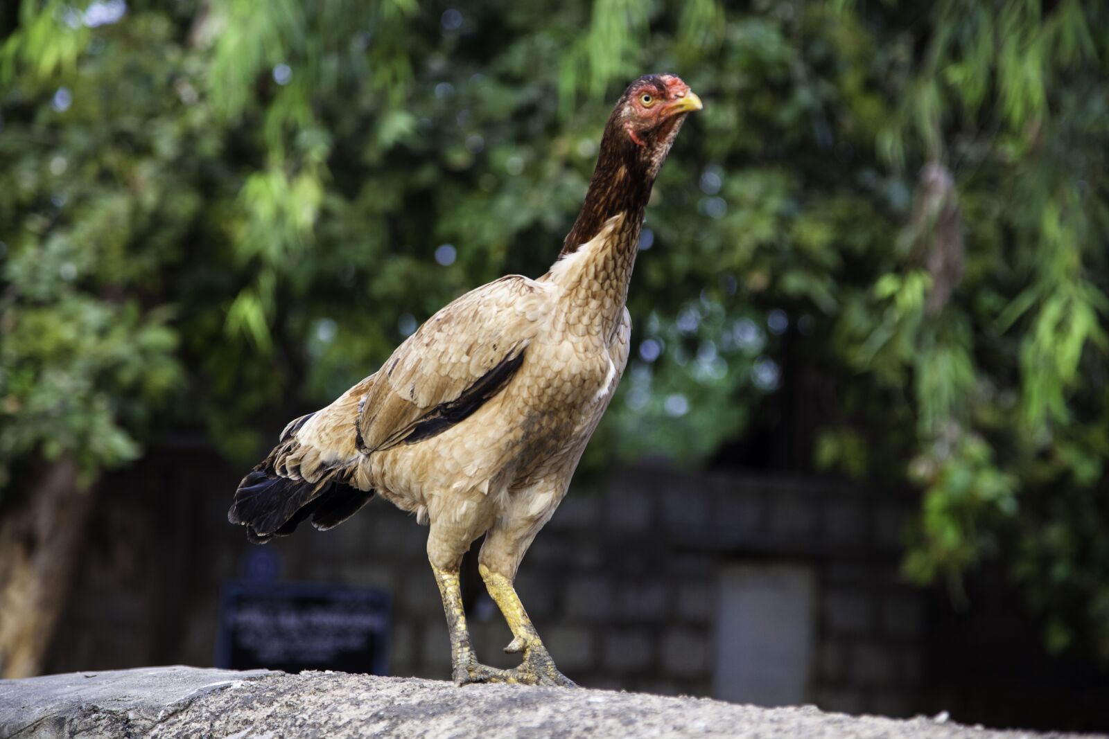 Canon EOS 5D Mark II + Canon EF 24-105mm F4L IS USM sample photo. Chicken, hen, poultry photography
