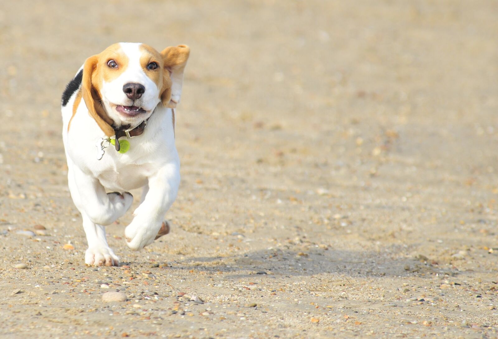 Nikon D300 sample photo. Pet, animal, puppy photography