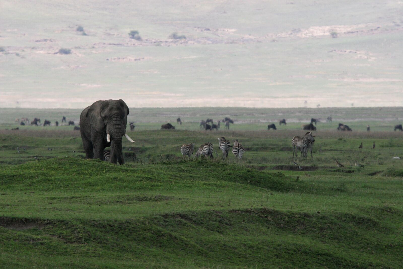 Canon EOS 20D sample photo. Elephant, national park, landscape photography