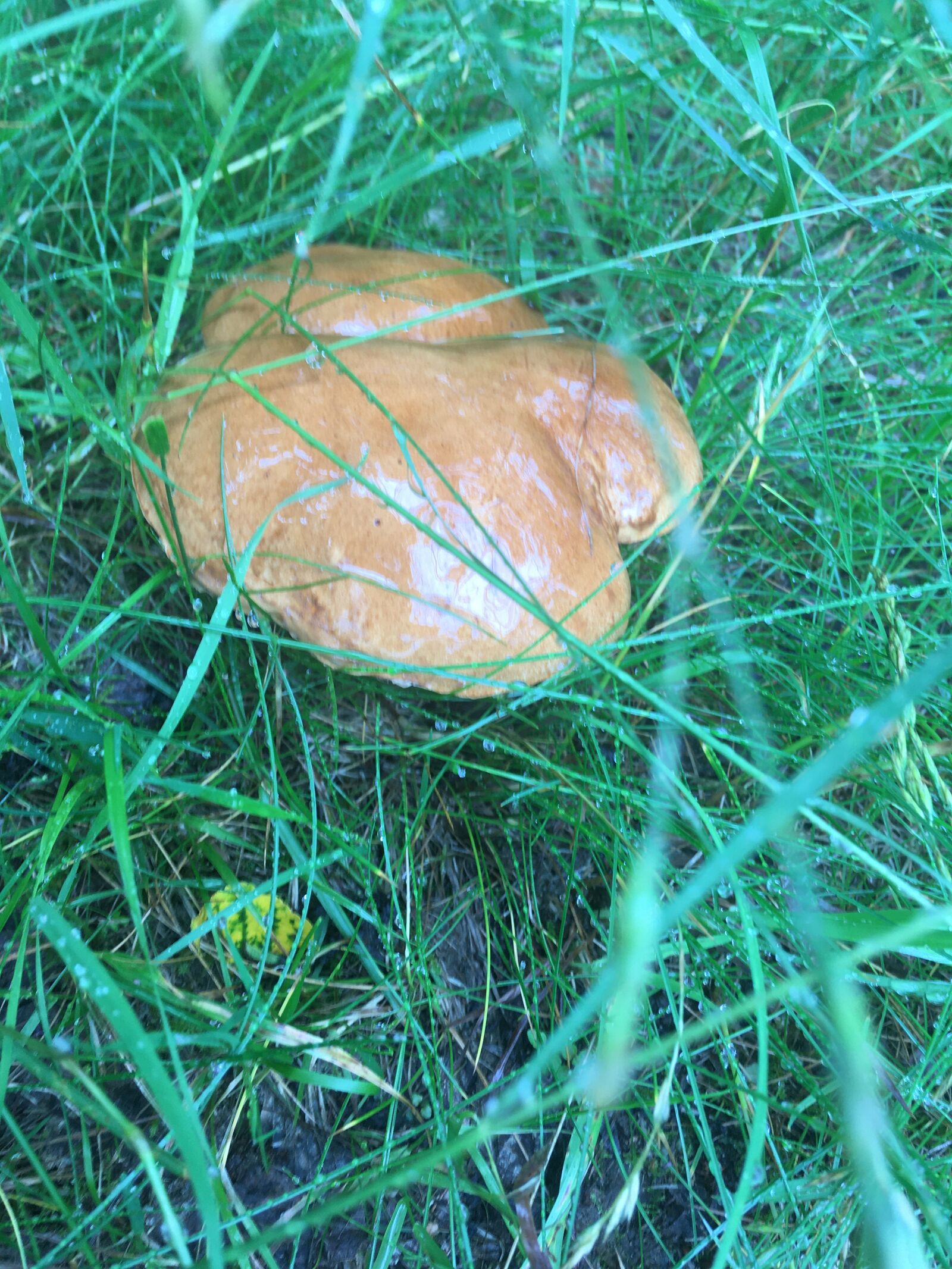 Apple iPhone SE (1st generation) sample photo. Fungus, mushroom, rain photography