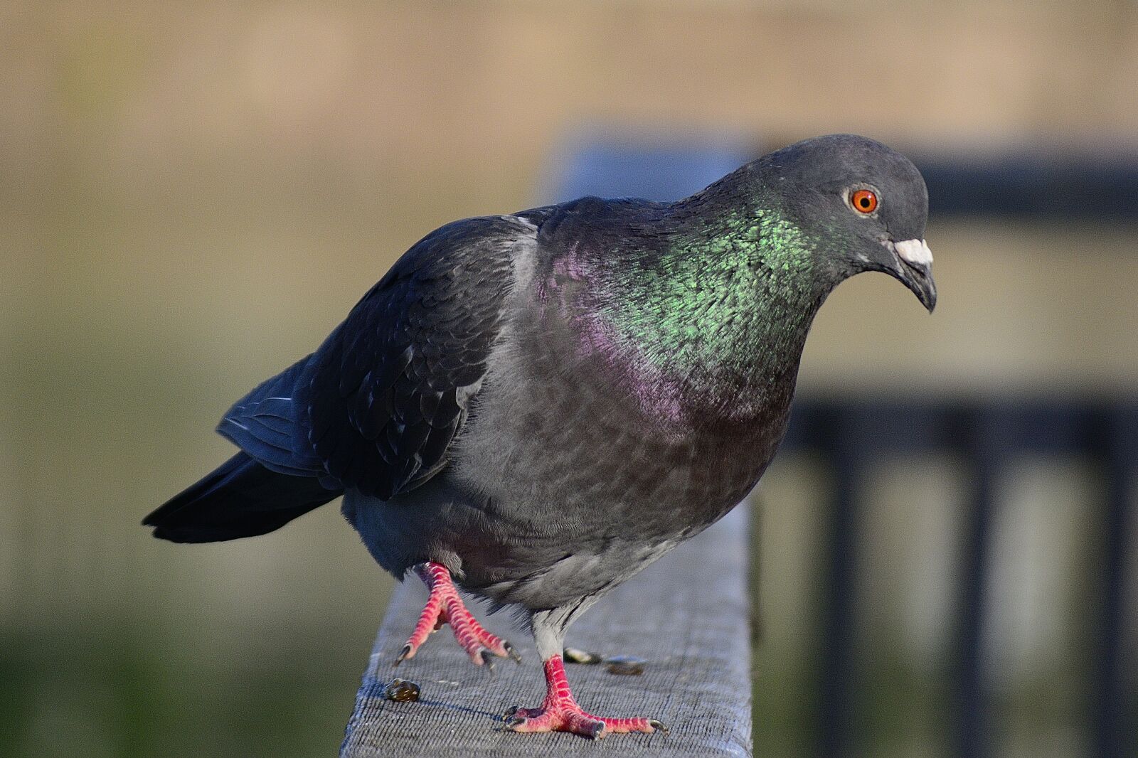 Nikon D7100 sample photo. Bird, animal, wild photography