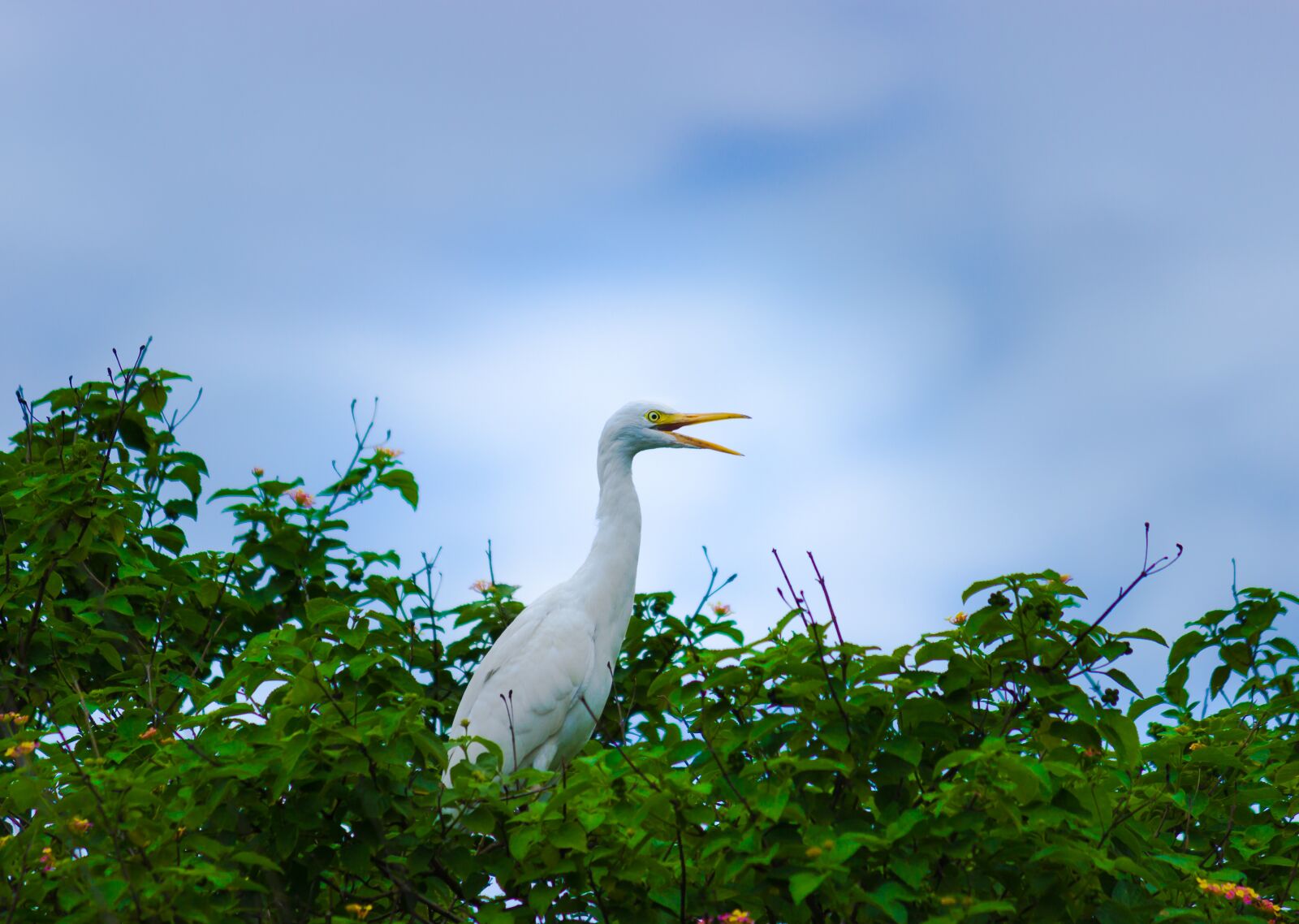 Canon EOS 600D (Rebel EOS T3i / EOS Kiss X5) sample photo. Cattle egret, bird, animal photography