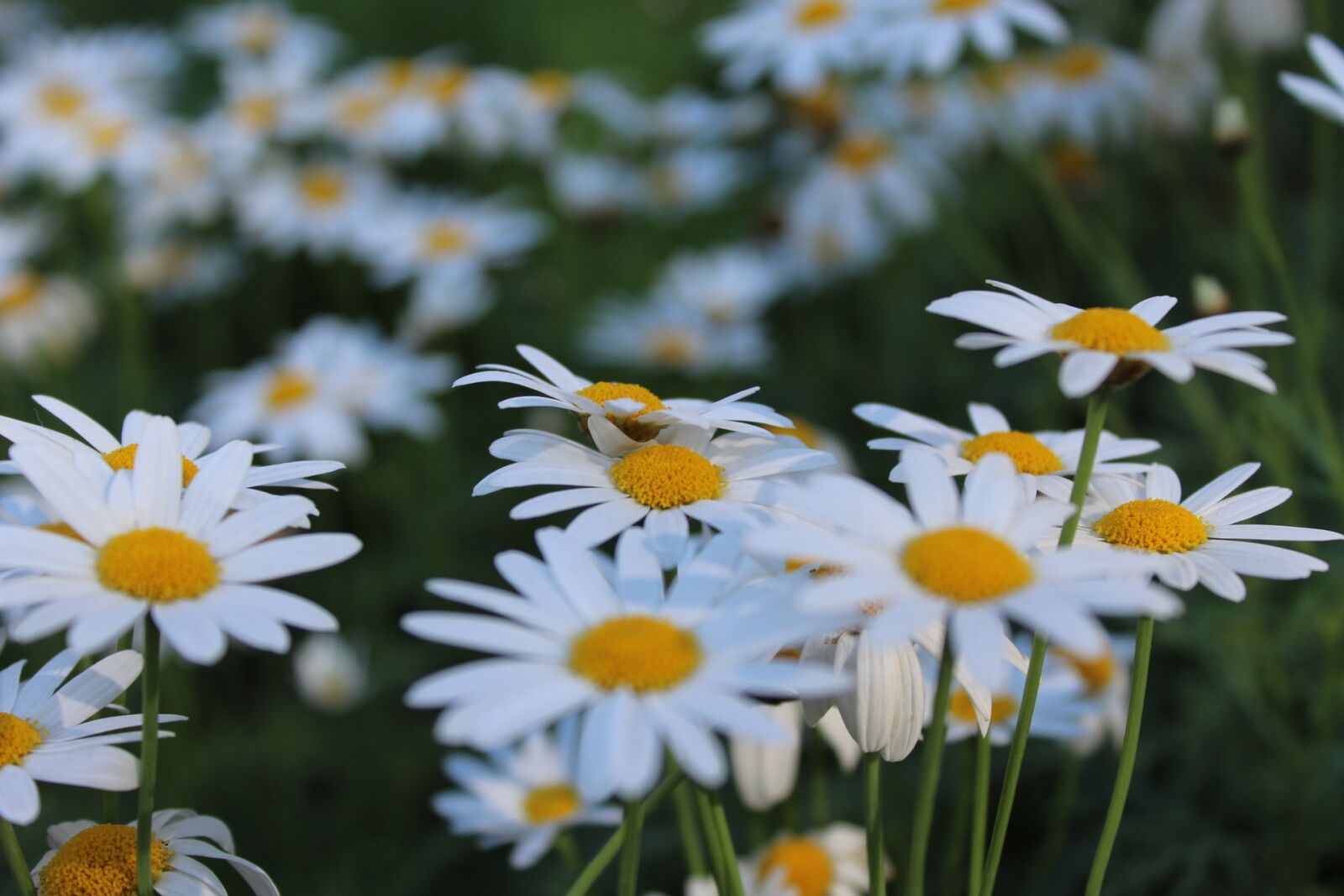Canon EOS 1200D (EOS Rebel T5 / EOS Kiss X70 / EOS Hi) sample photo. Flowers, doi inthanon, nature photography