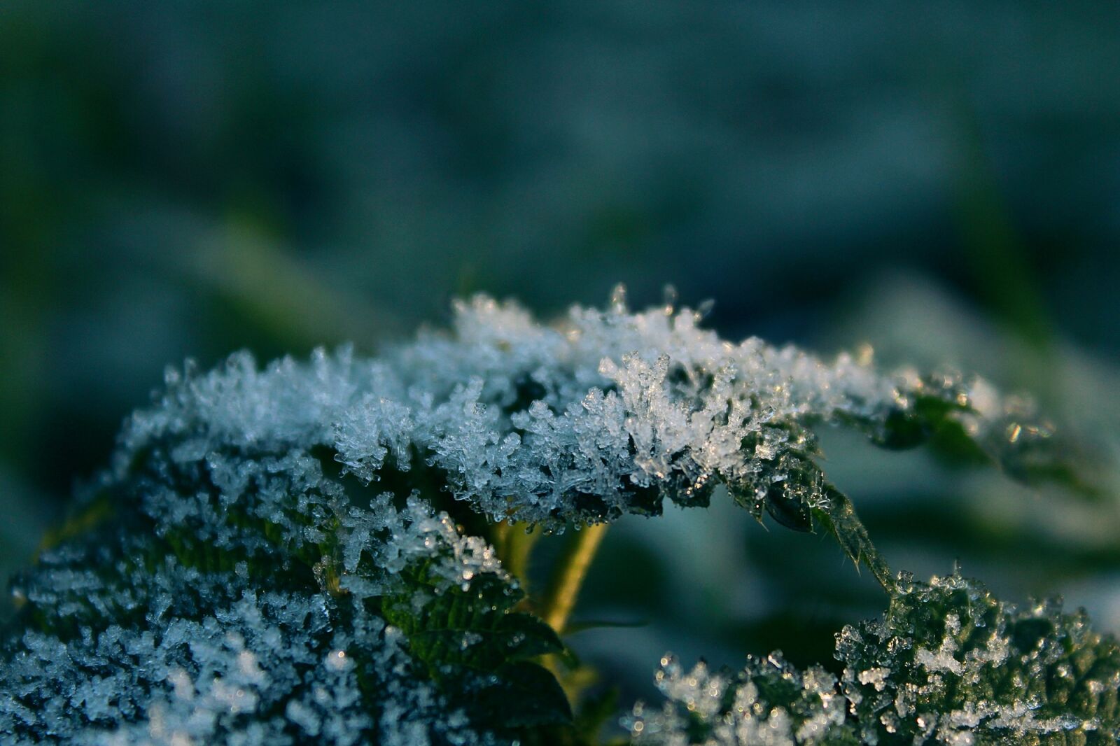 Canon EOS 1200D (EOS Rebel T5 / EOS Kiss X70 / EOS Hi) sample photo. Frost, leaf, nature photography