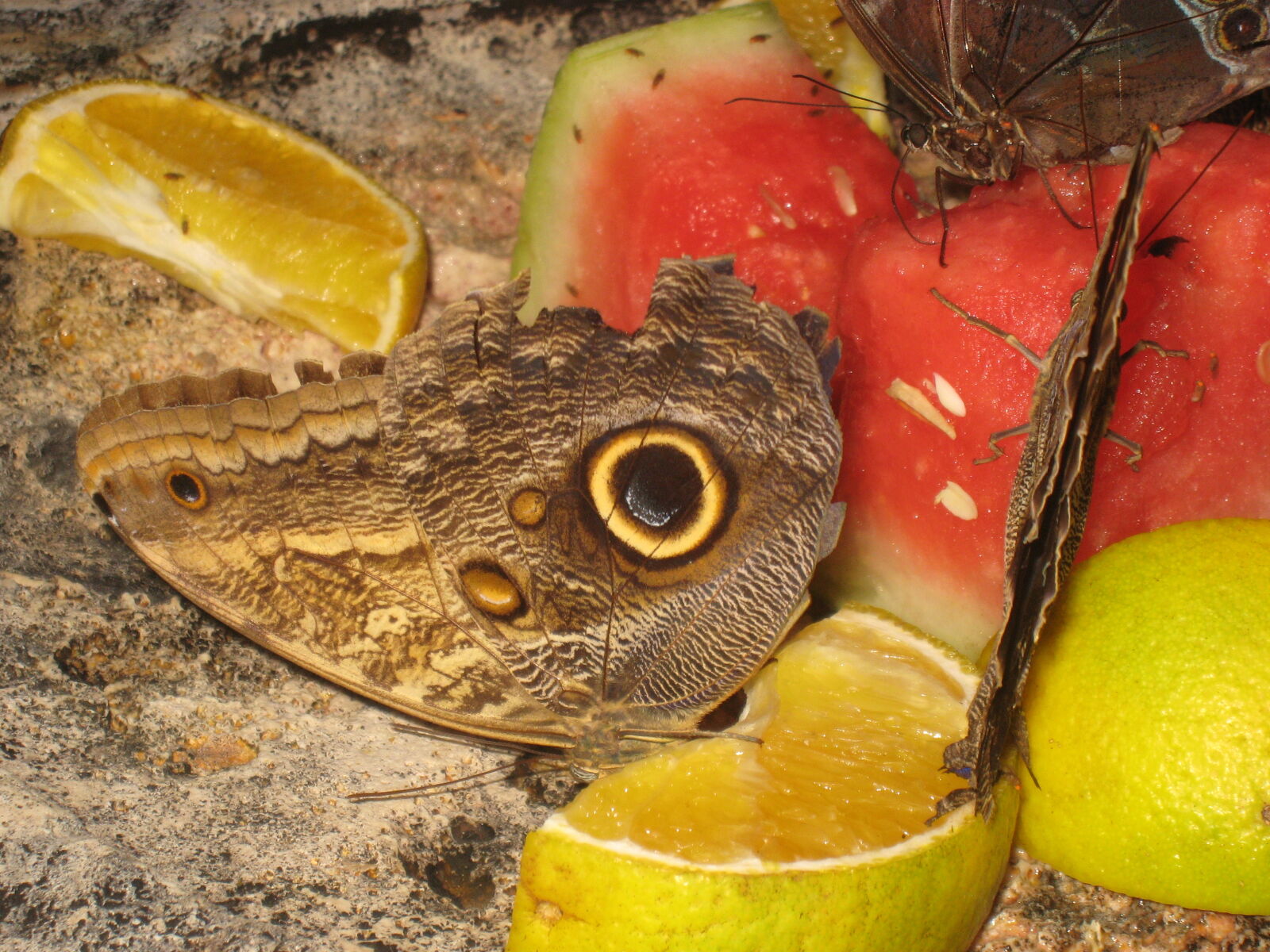 Canon POWERSHOT SD800 IS sample photo. Butterfly, camouflage, fruit photography