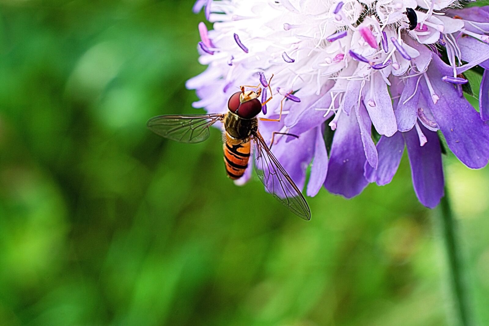 Nikon D3400 sample photo. Bellflower, bee, insect photography