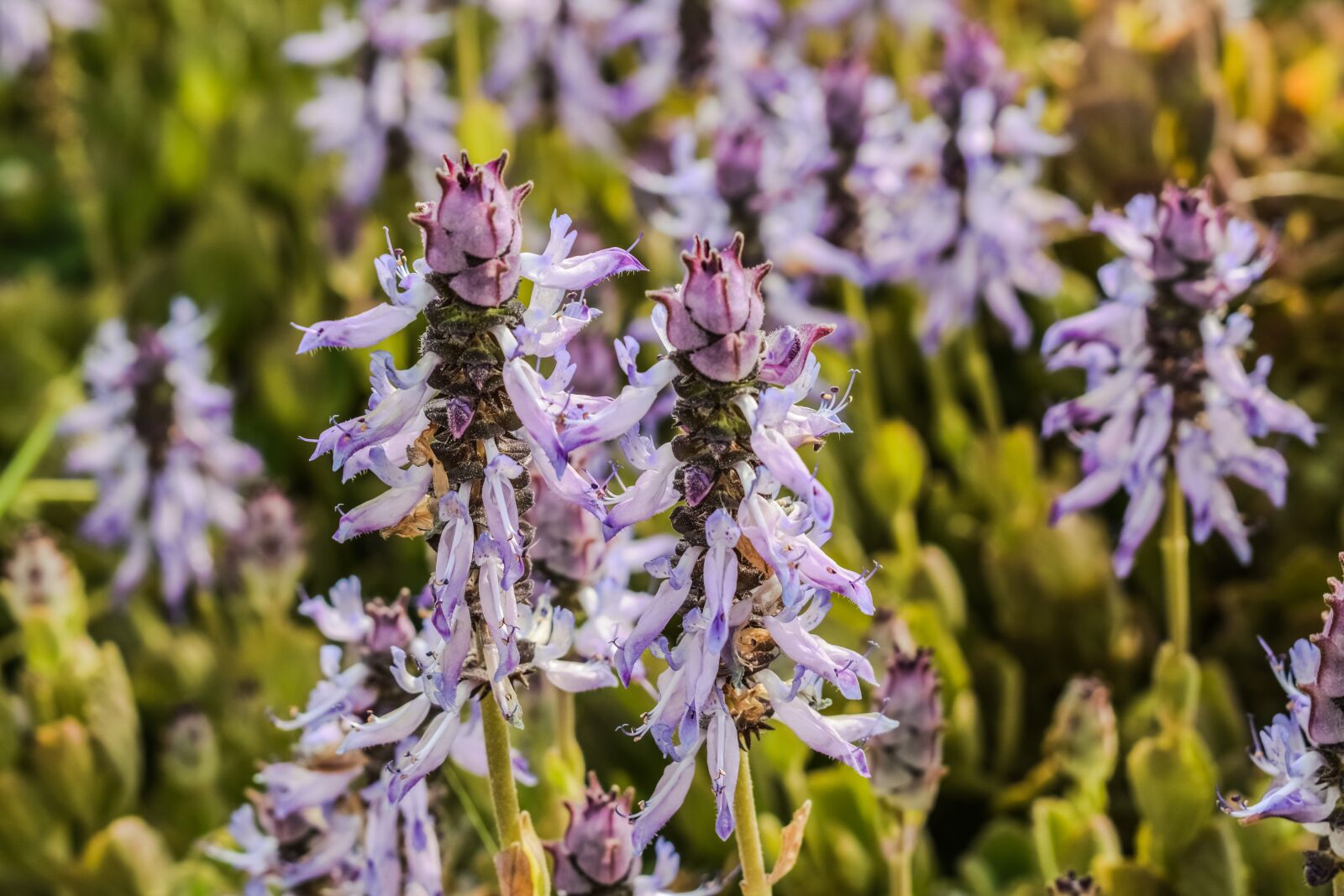Nikon D3300 sample photo. Lavender, flower, plant photography