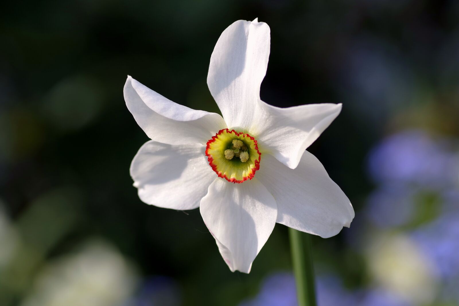 Pentax K-S2 sample photo. Narcissus, white, cream photography