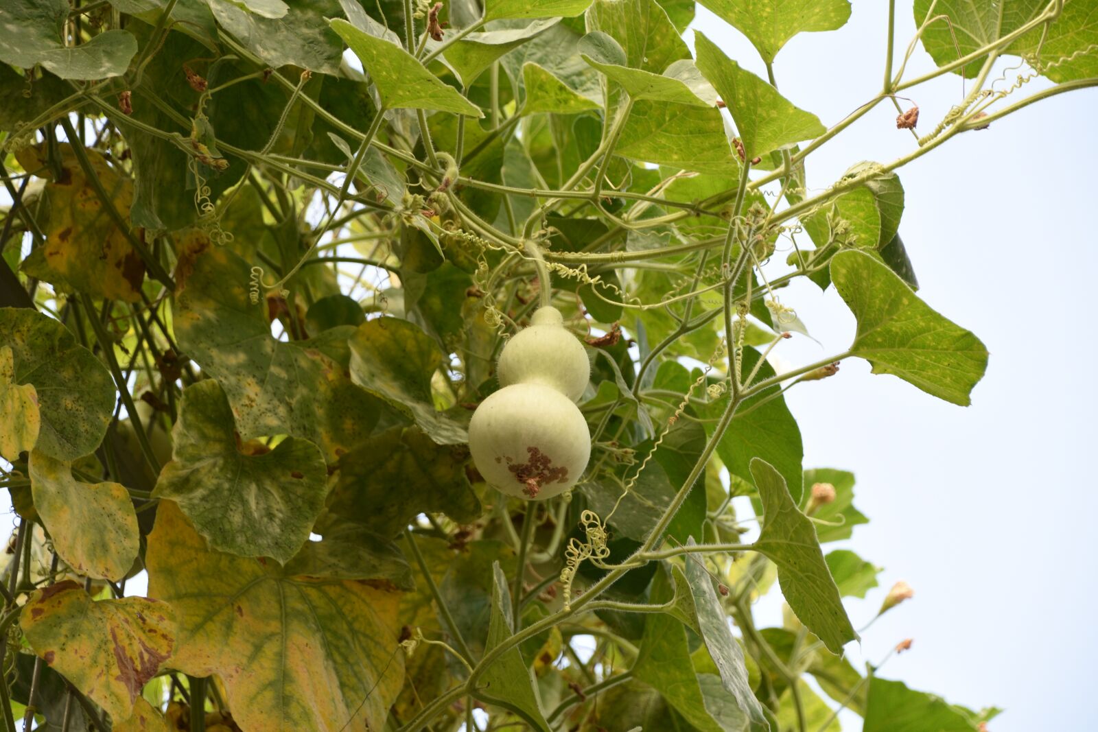 Nikon D7200 sample photo. Bottle gourd, green, natural photography