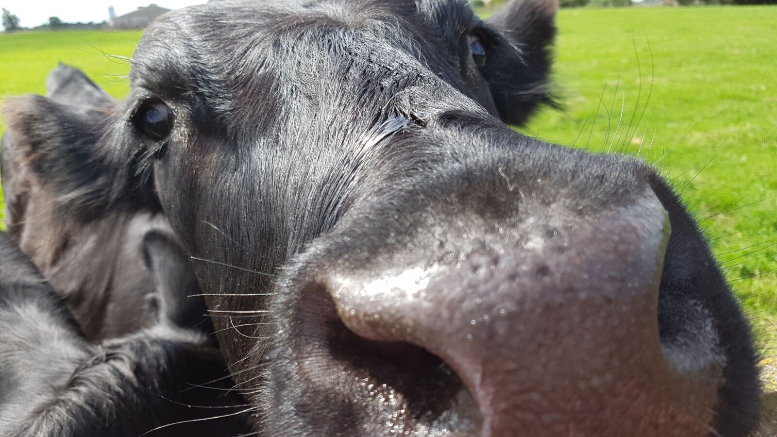 Samsung Galaxy S7 sample photo. Animal, cow, farm photography