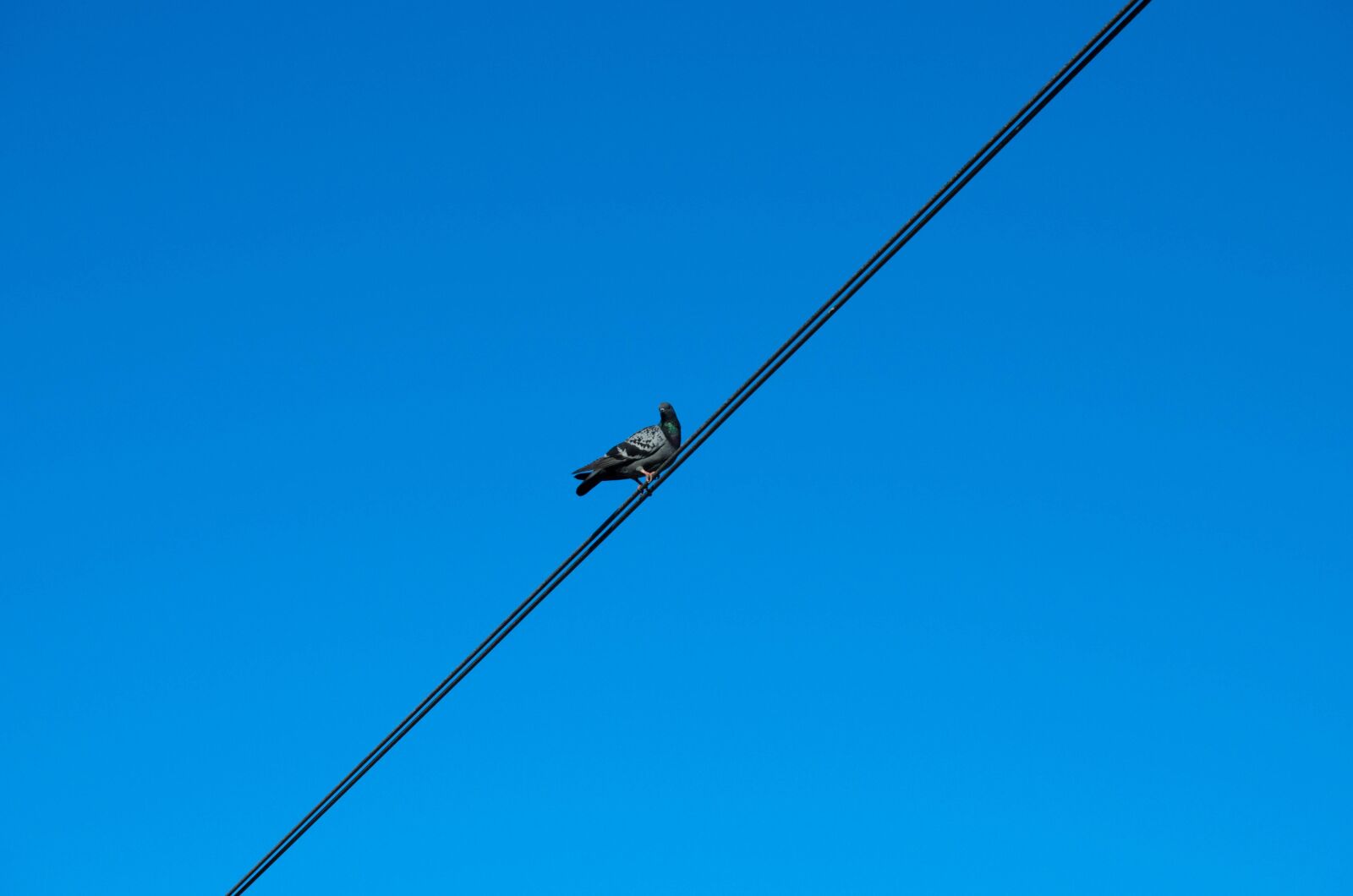 Nikon D5100 sample photo. Pigeon, cable, sky photography