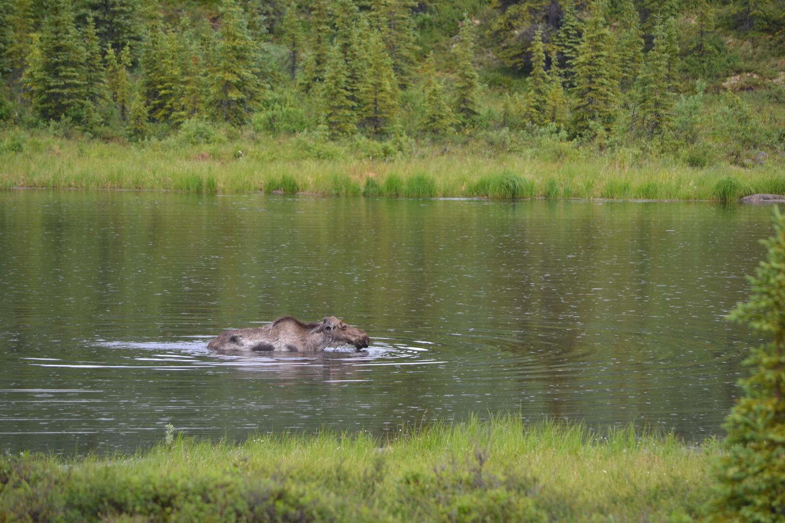 Nikon D3100 sample photo. Animal, nature, landscape photography