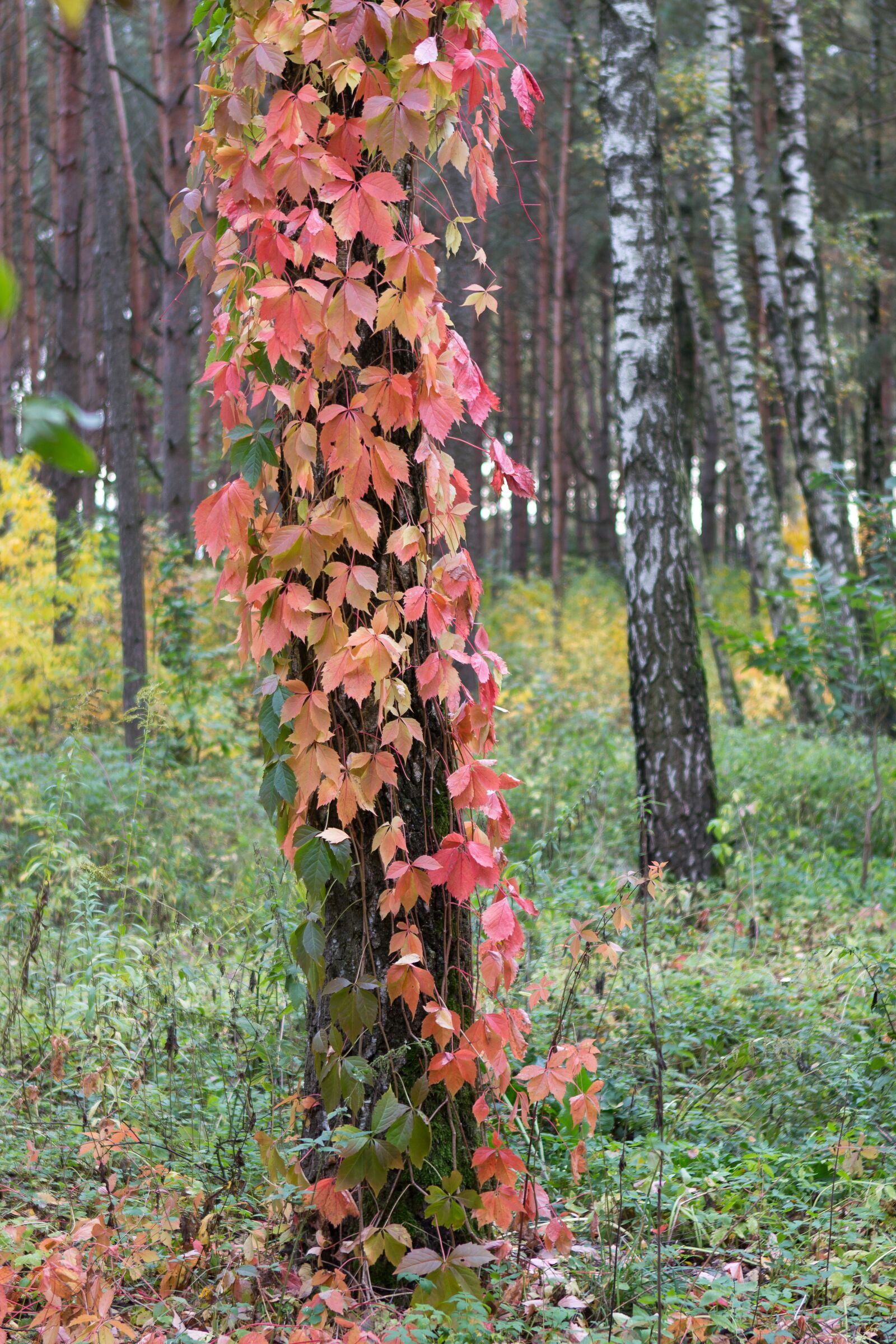 Canon EF 24-70mm F2.8L USM sample photo. Autumn, tree, bright photography