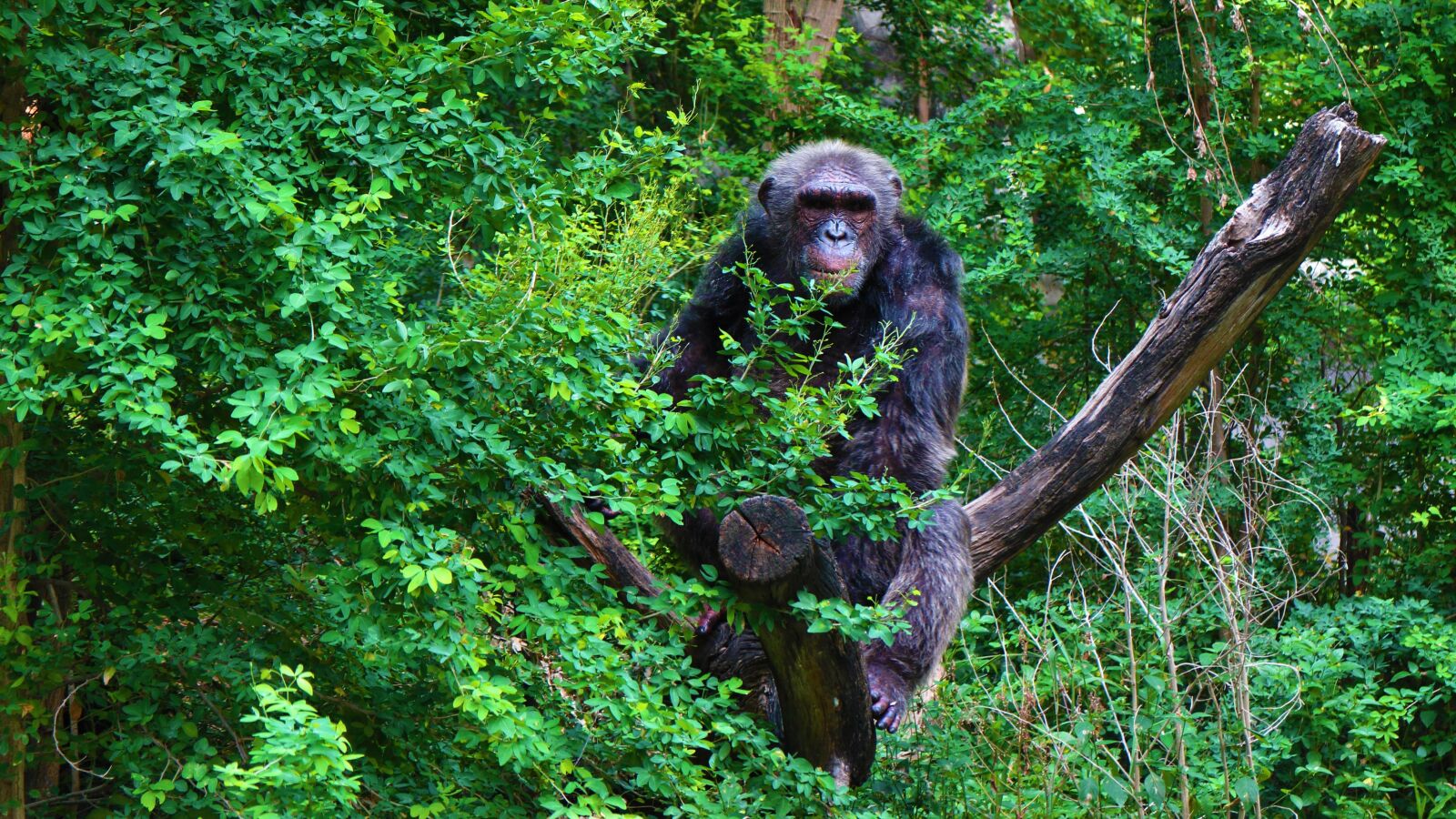 Canon EOS M + Canon EF-M 18-55mm F3.5-5.6 IS STM sample photo. Chimpanzee, chimp, ape photography