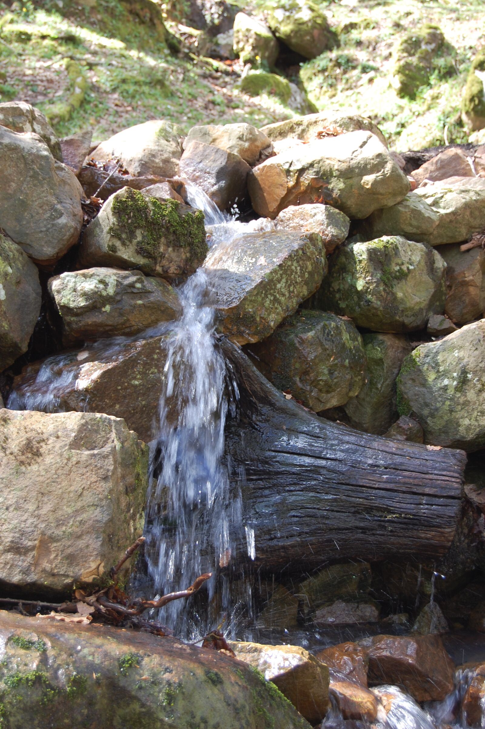 Nikon D40 sample photo. Water, forest, nature photography
