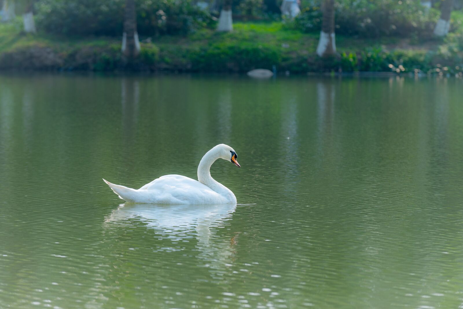 Nikon D810 sample photo. Swan, outdoor, water photography