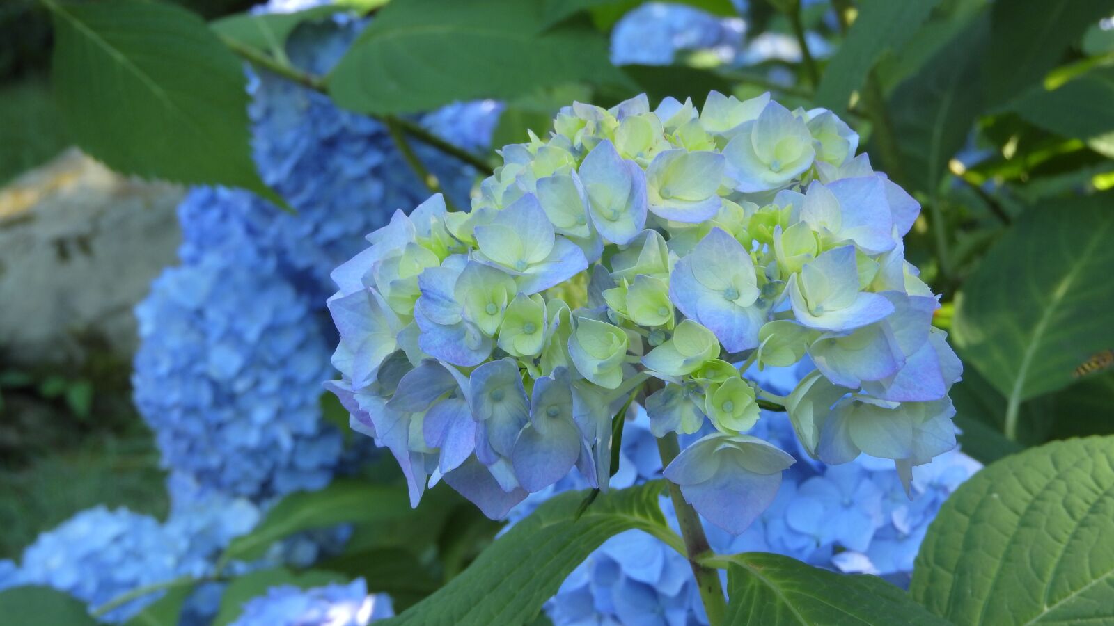 Nikon Coolpix P610 sample photo. Hydrangea, flower, inflorescence photography