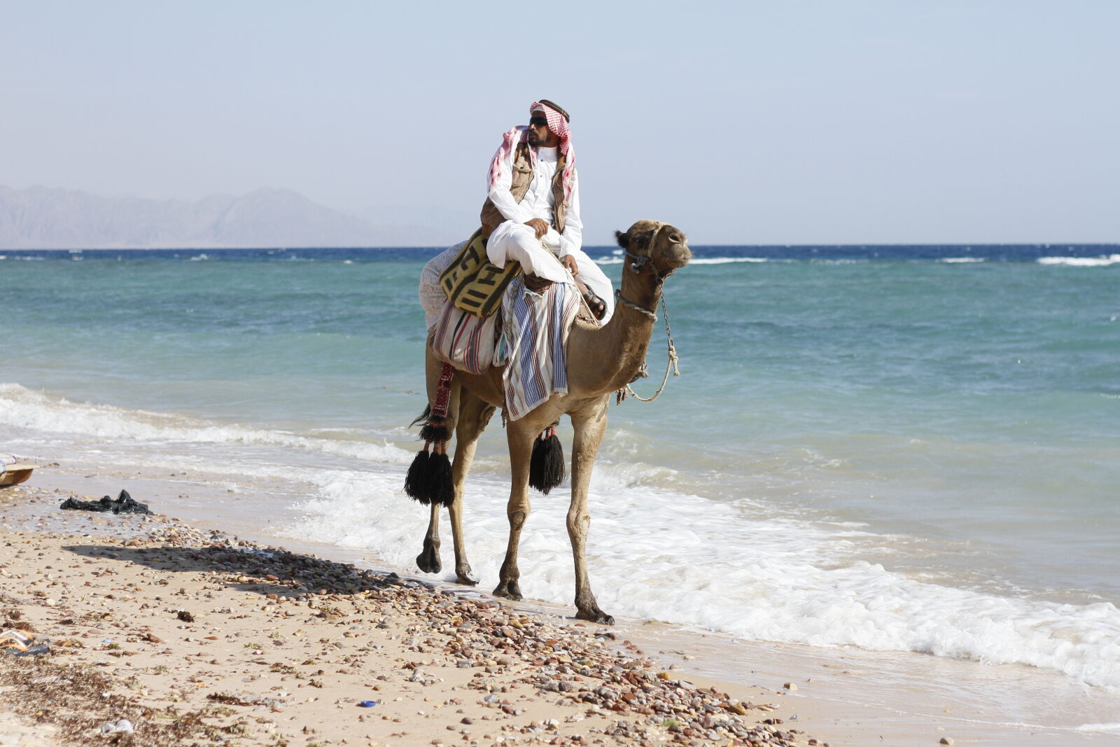 Canon EOS 7D sample photo. Animal, arabian, camel, camel photography