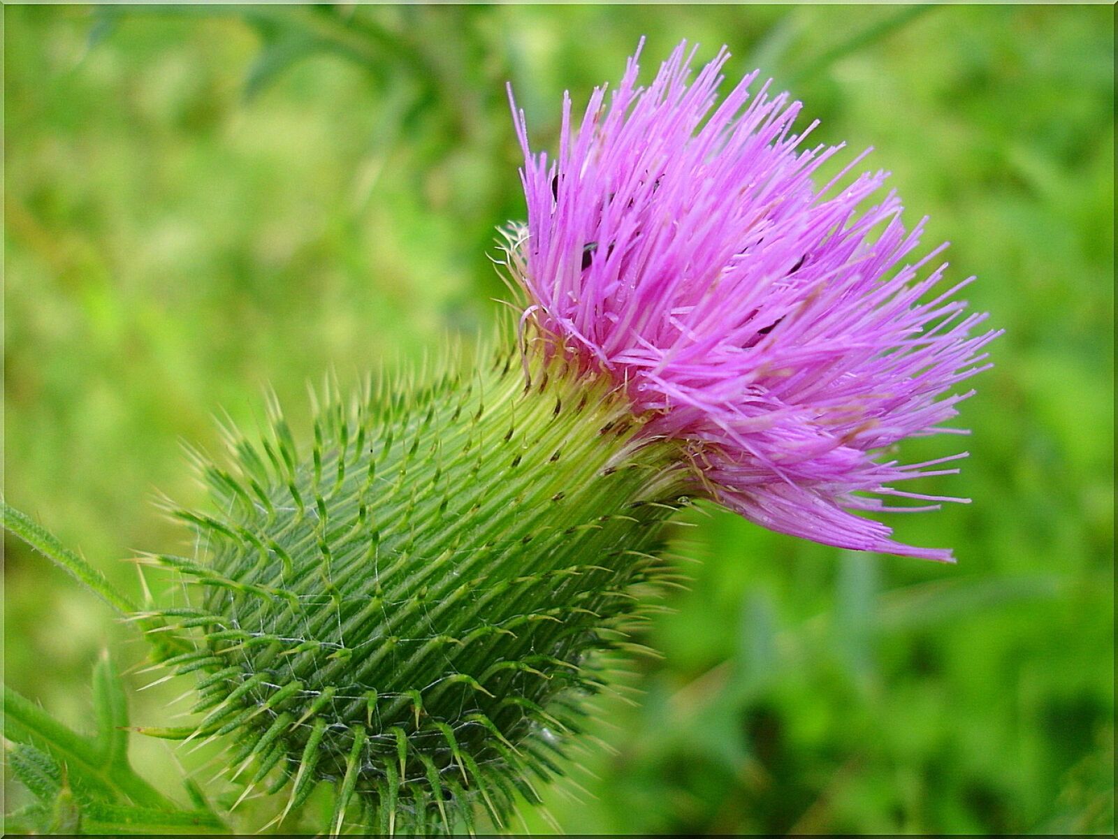 Sony DSC-P200 sample photo. Thistle, blossom, bloom photography
