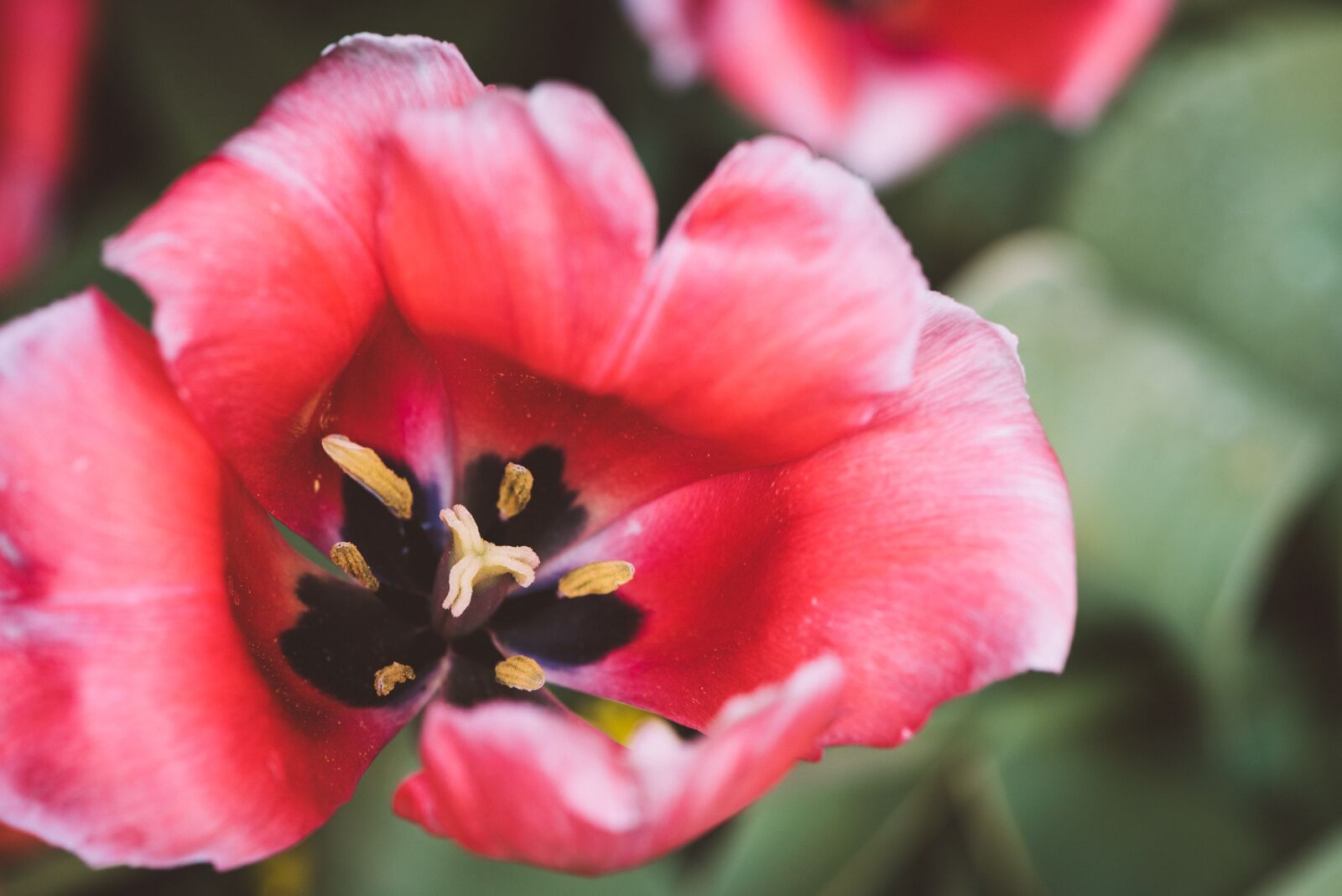 Nikon D750 sample photo. Tulip, red, pink photography